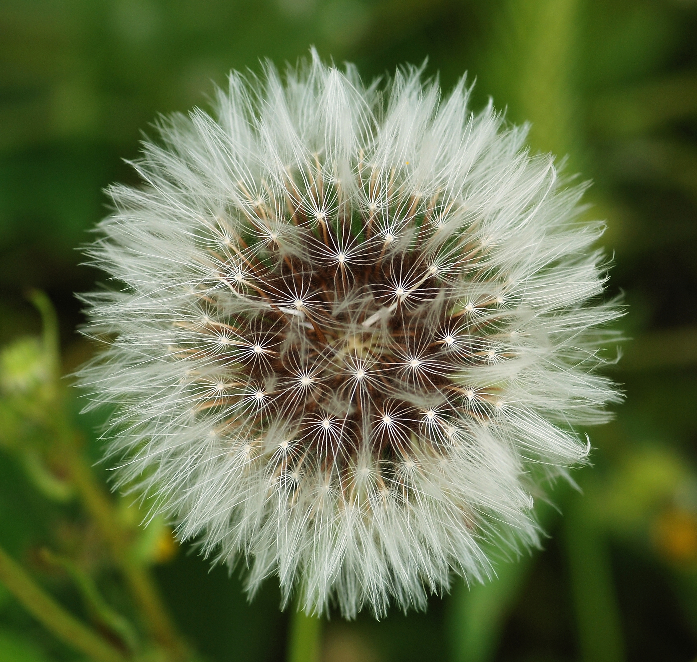 Sonchus April 2010-1