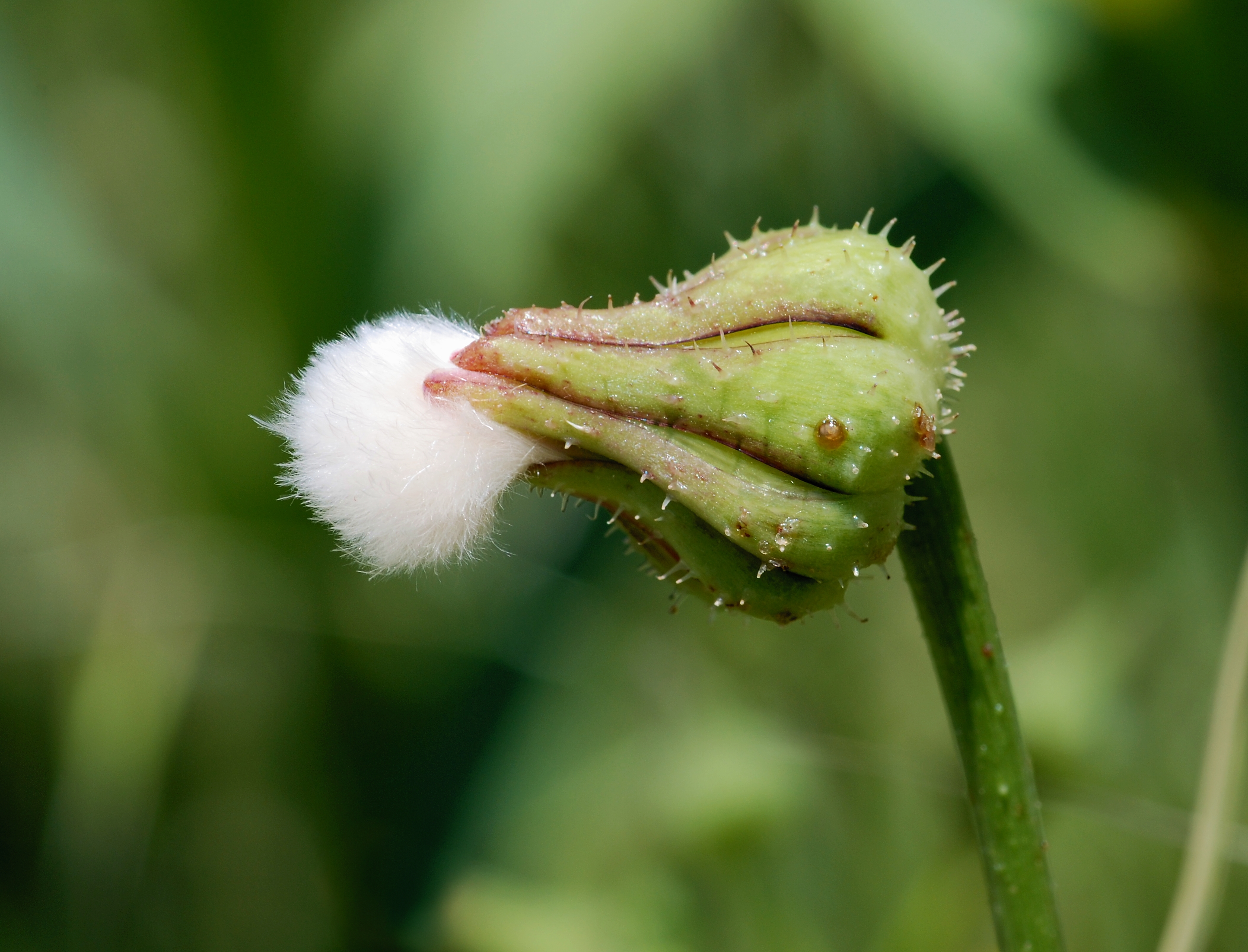 Sonchus May 2010-1