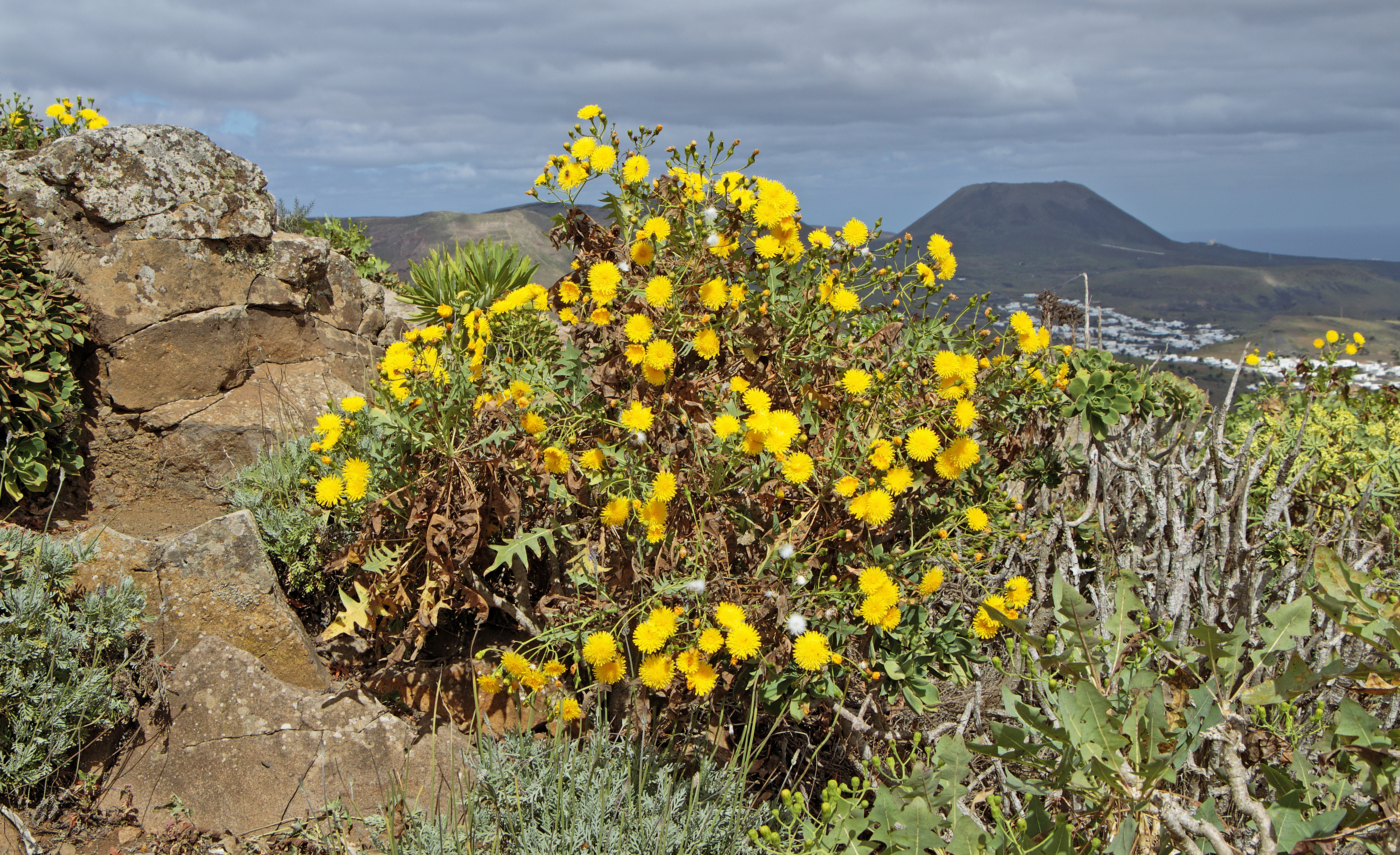 Sonchus pinnatifidus 001