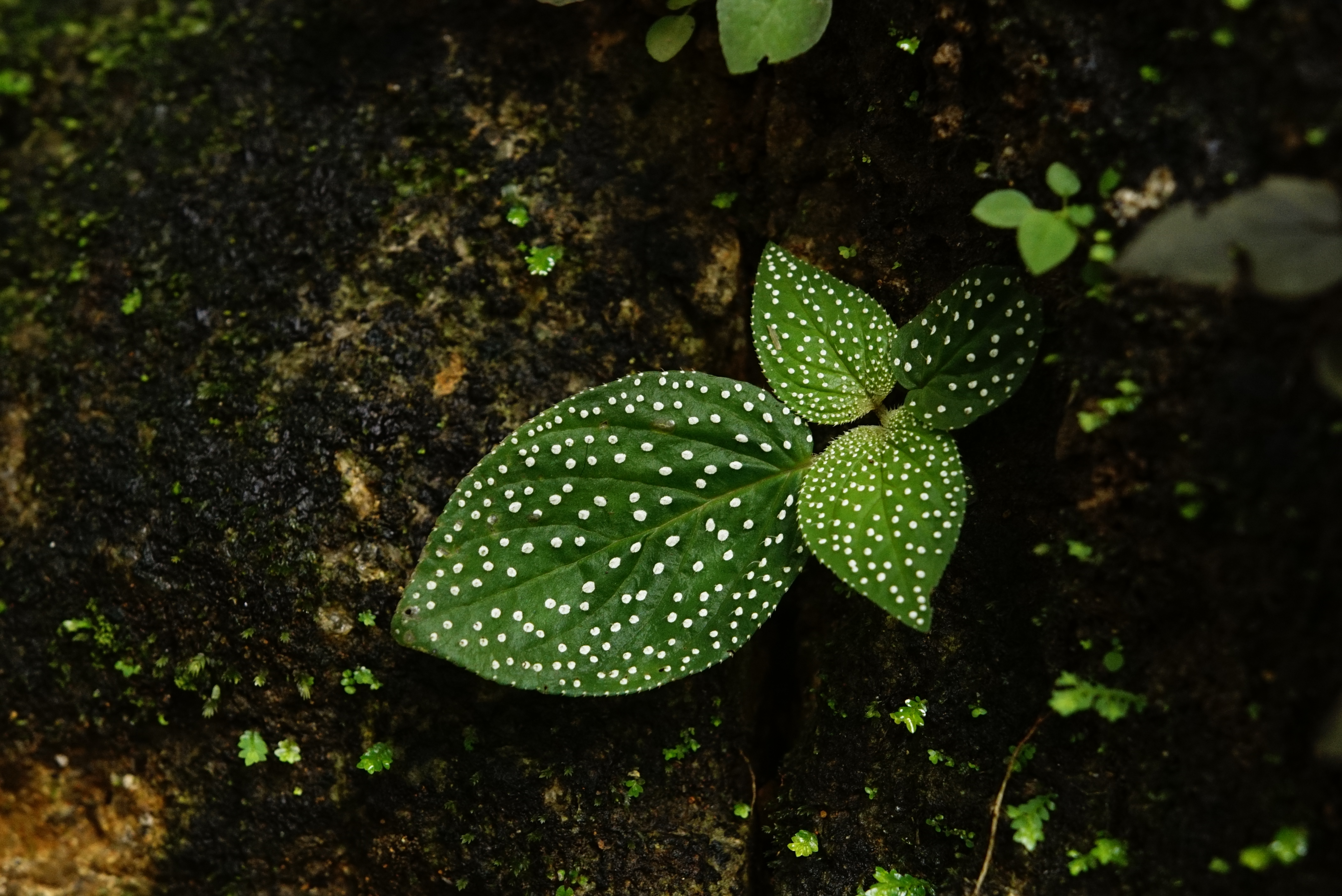 Sonerila sp 4228