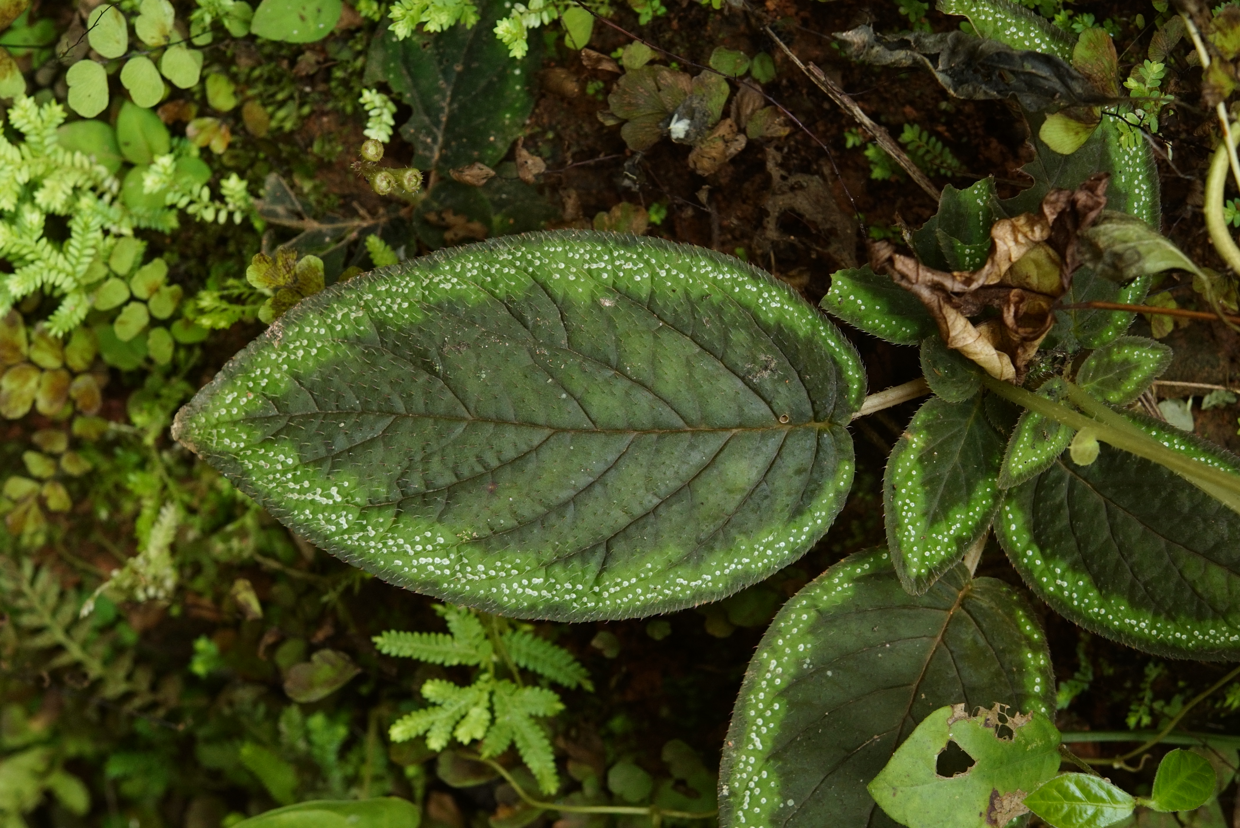 Sonerila sp S8556