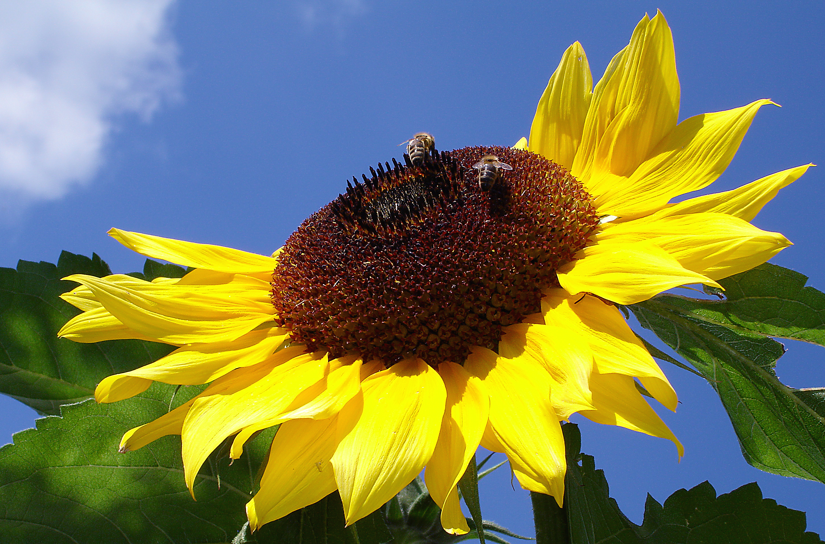 Sonnenanbeter