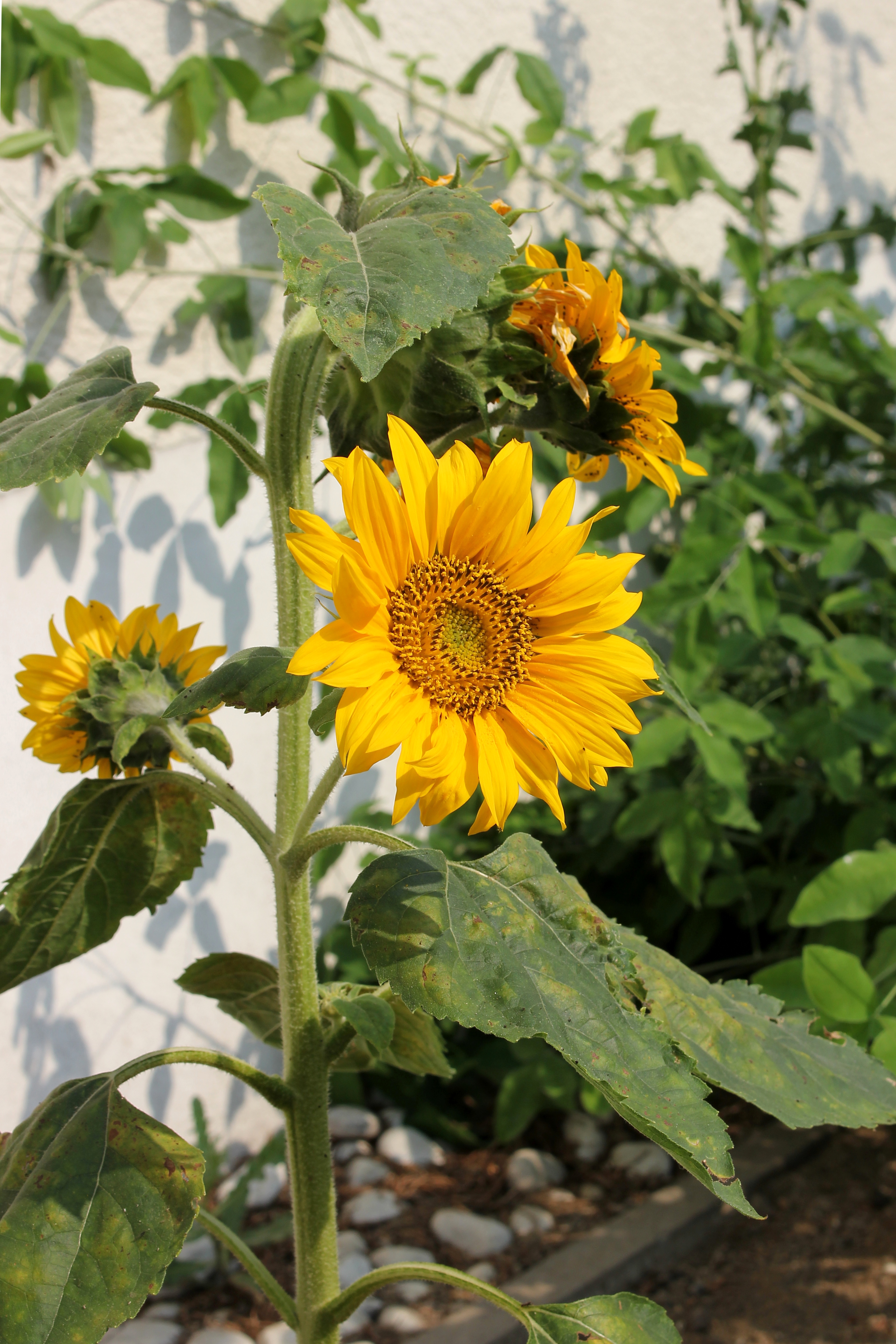 Sonnenblume 2015-07-03 2117