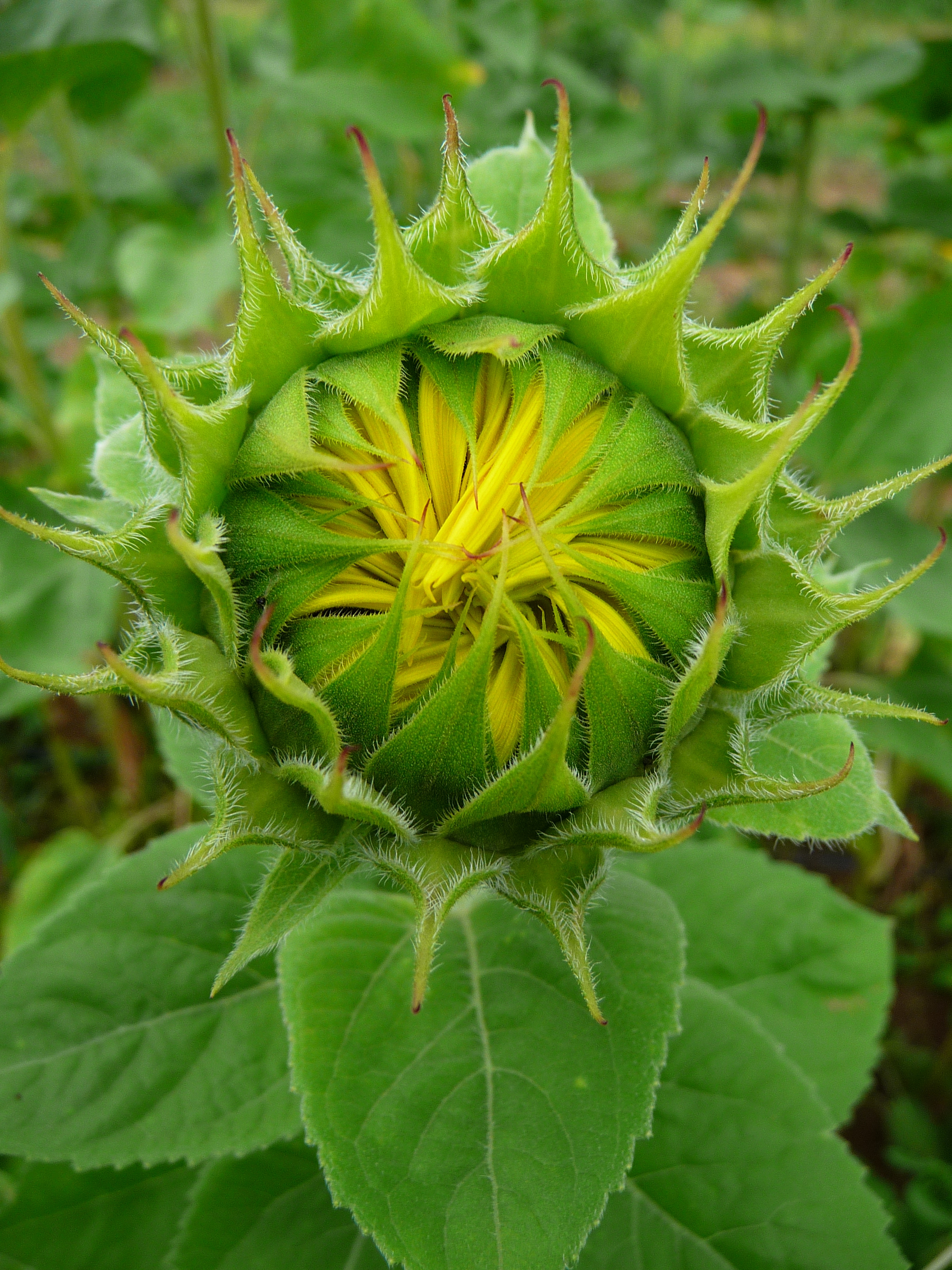 Sonnenblume mit sich öffnender Blüte