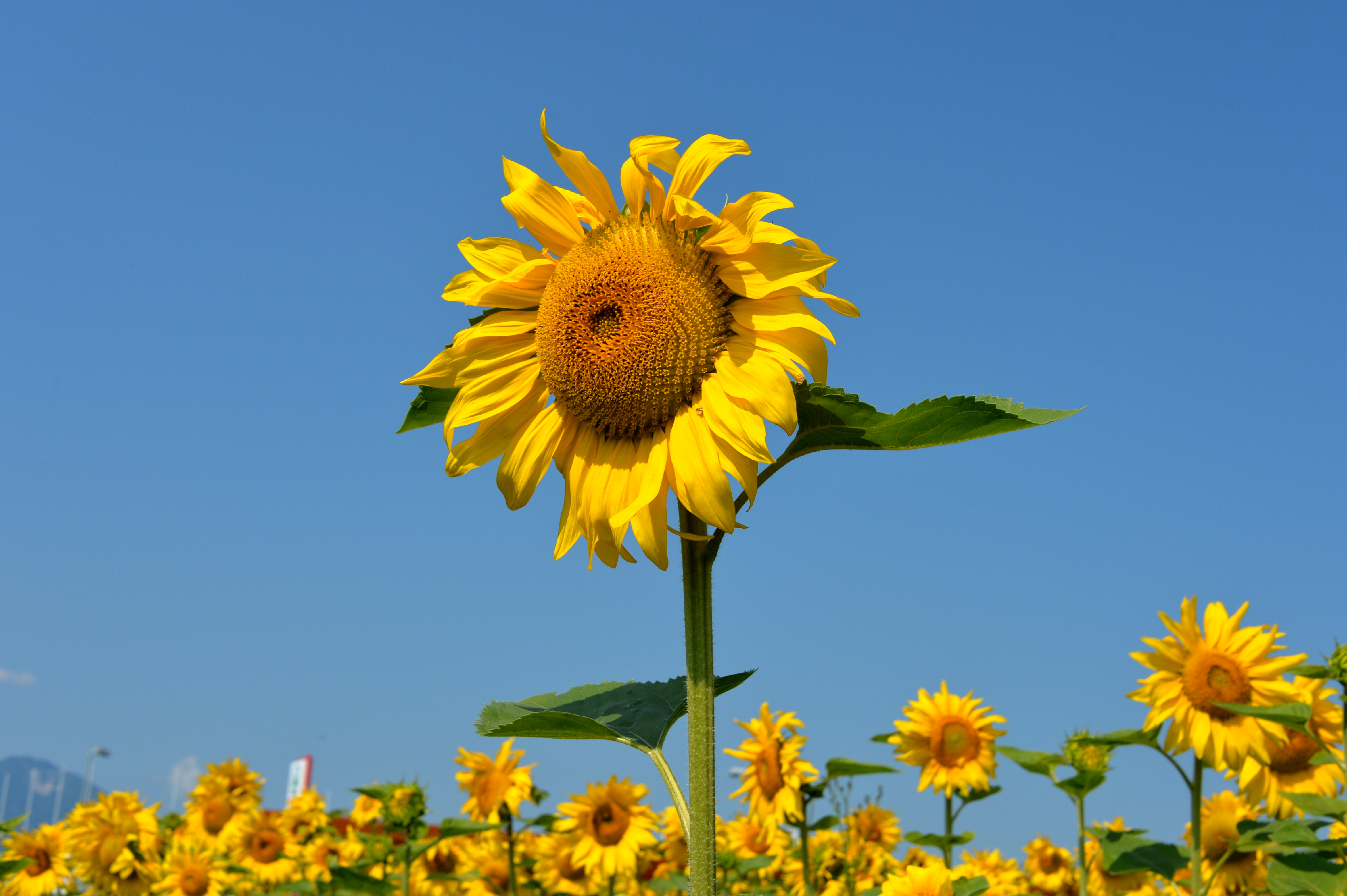 Sonnenblumen Biohof Tomic 18072014 691