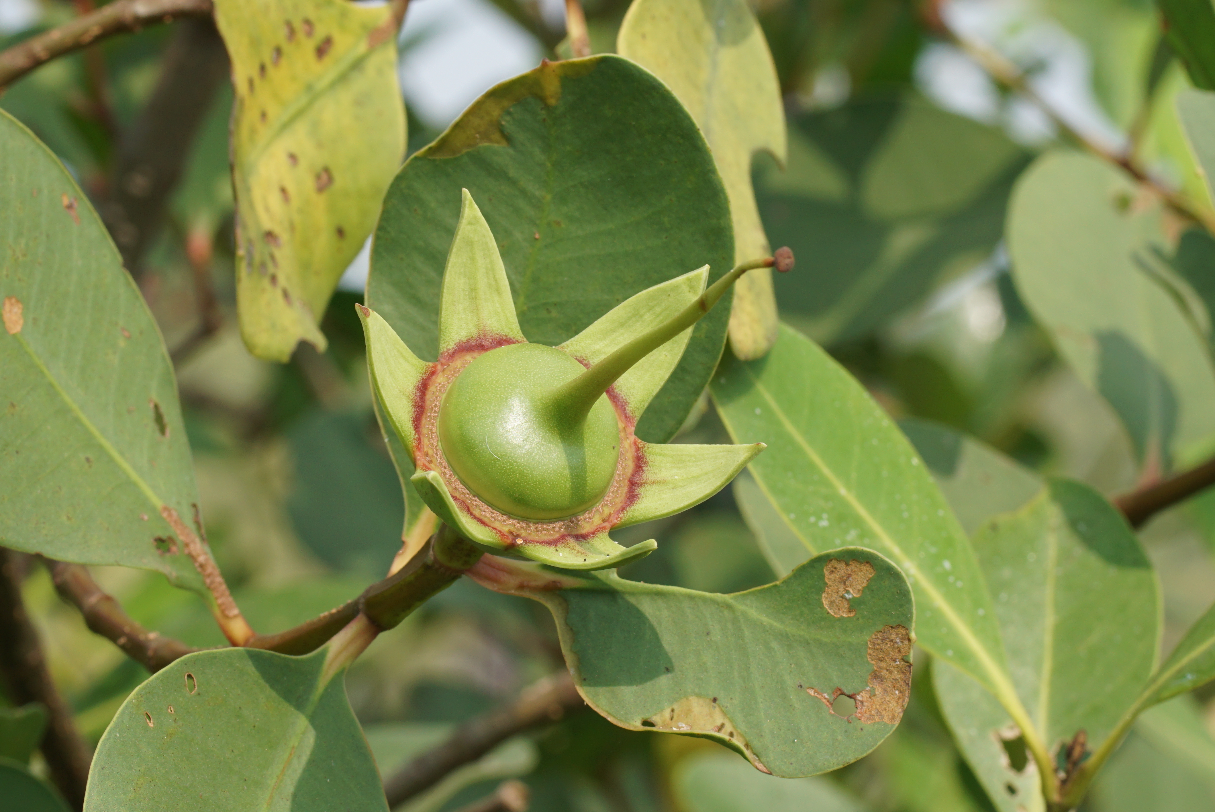 Sonneratia alba 00829