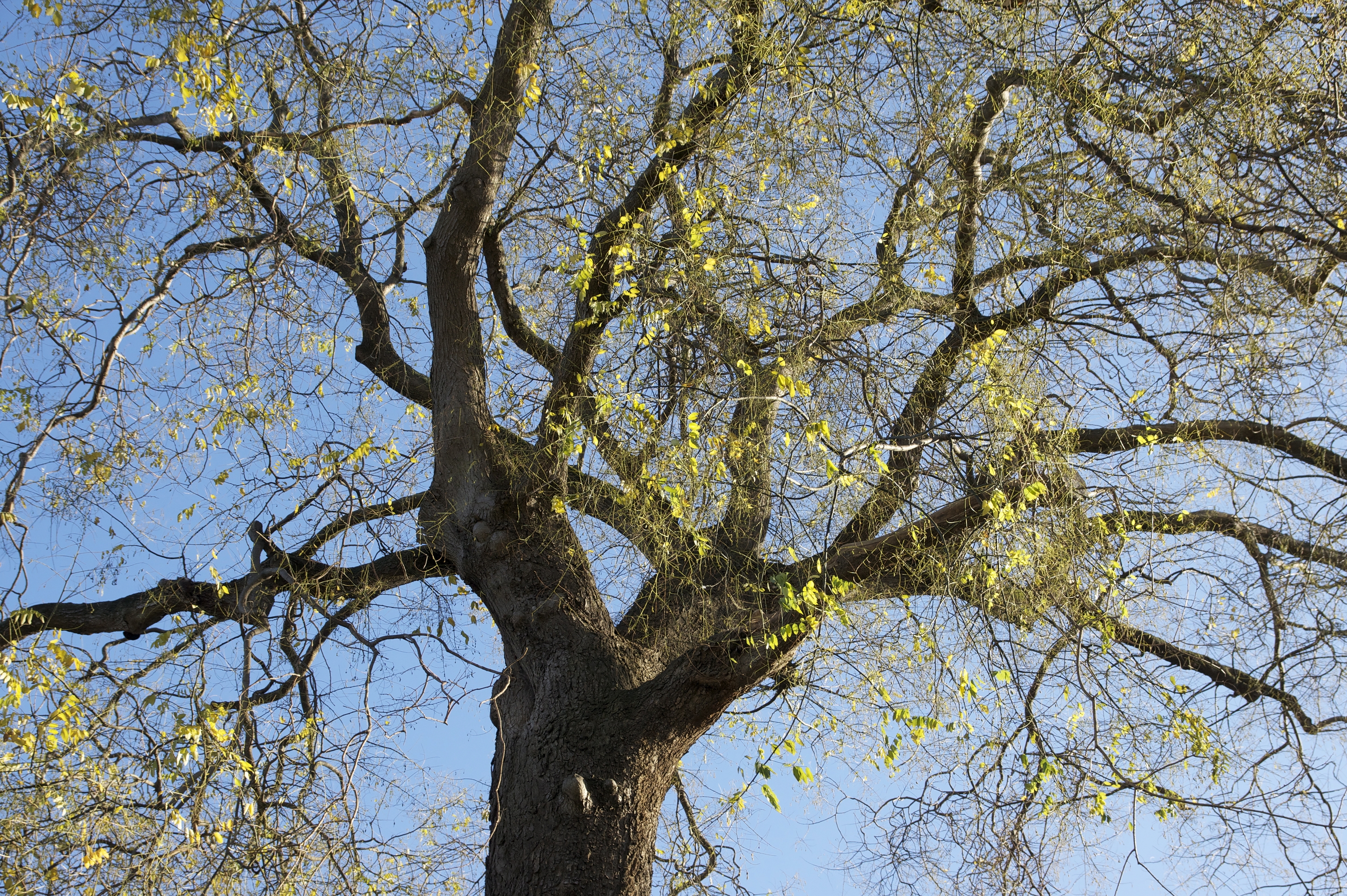 Sophora Jussieu detail