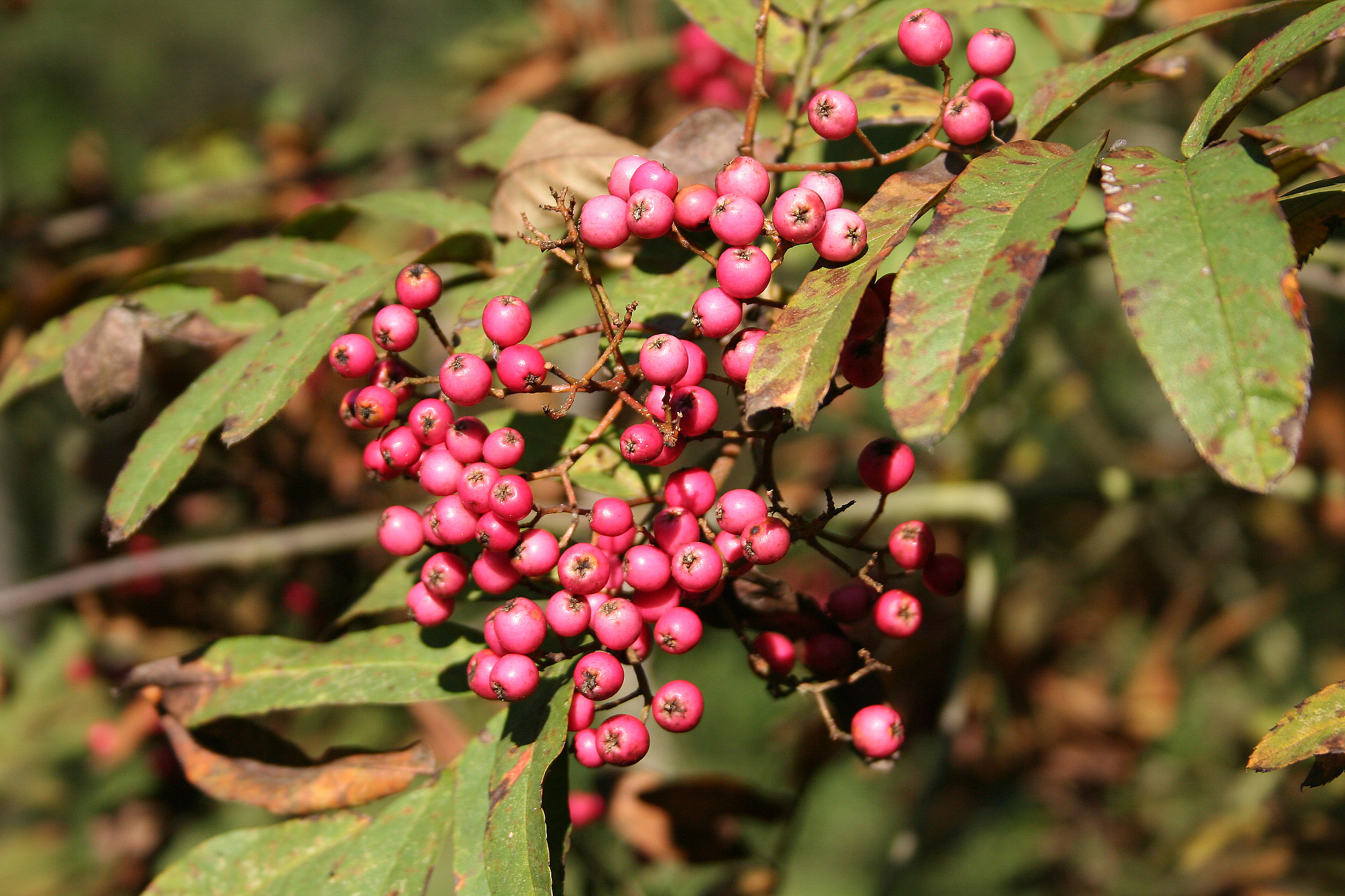 Sorbus 'Leonard Messel' JPG1b