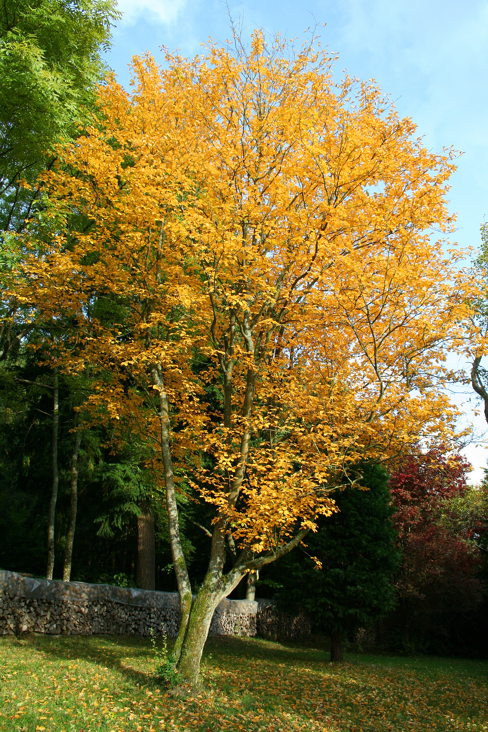 Sorbus alnifolia 'Submollis' JPG1Ta