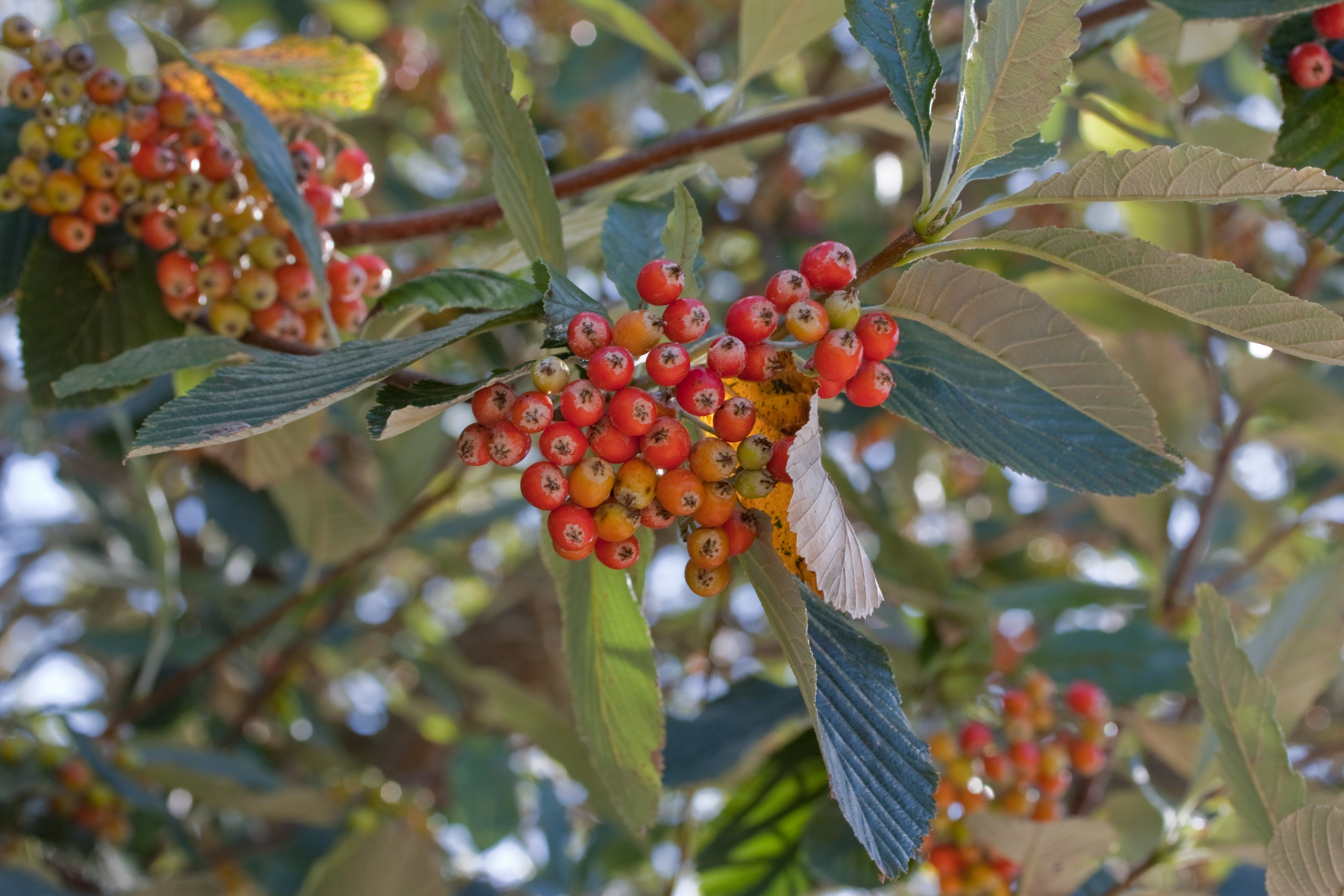 Sorbus aria-3420