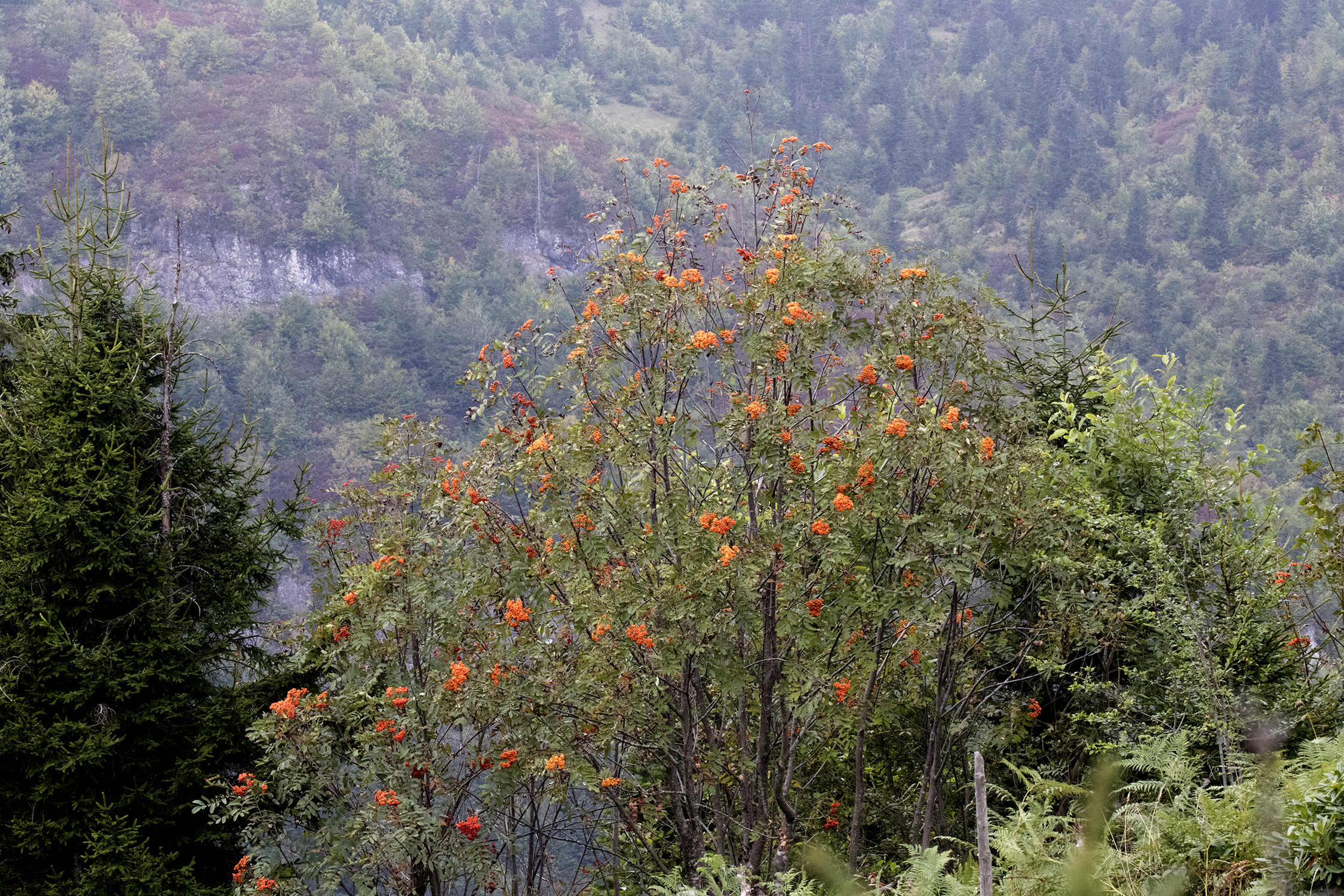 Sorbus aucuparia - Kuş üvezi 02