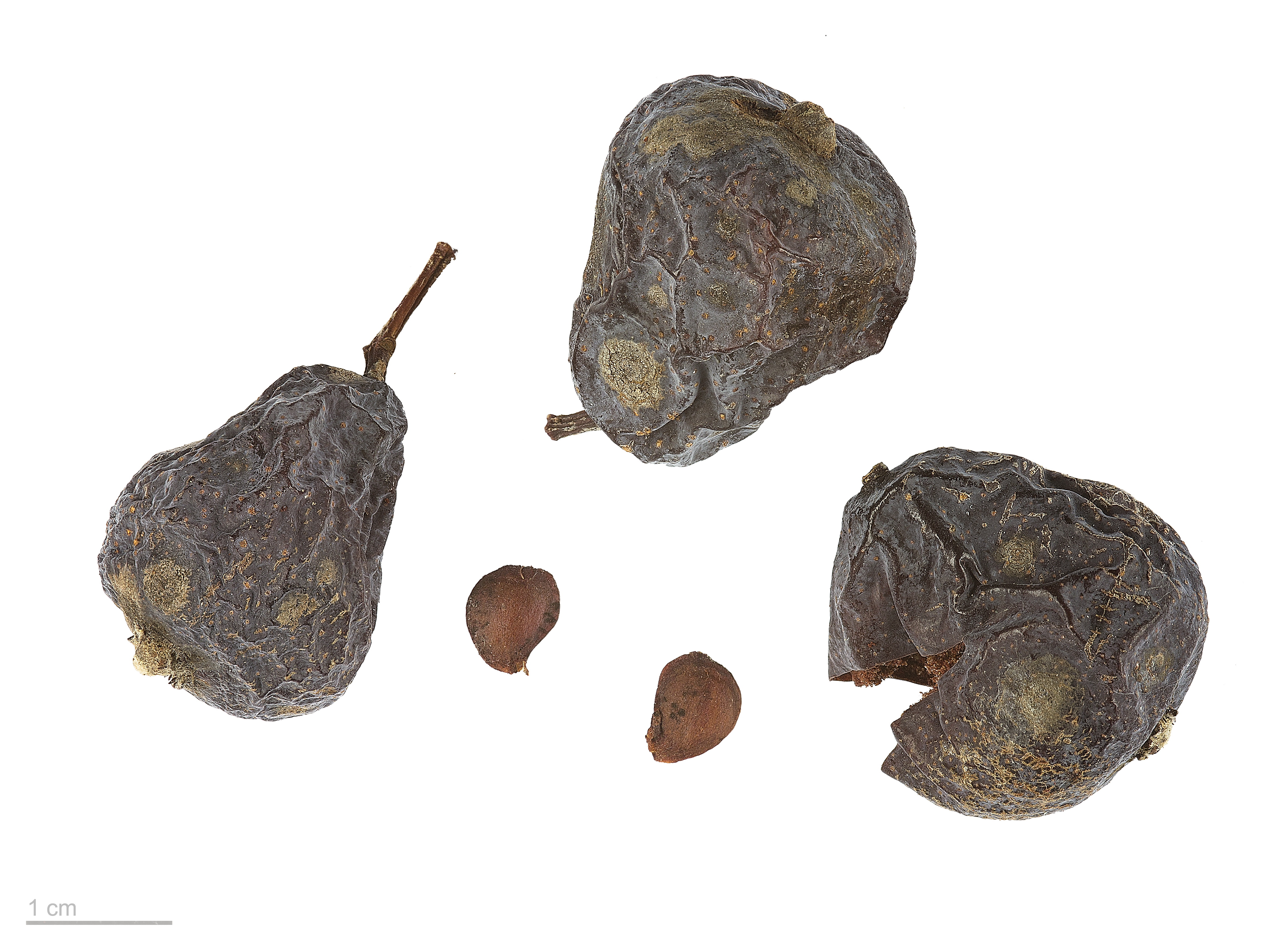 Sorbus domestica MHNT.BOT.2007.52.8