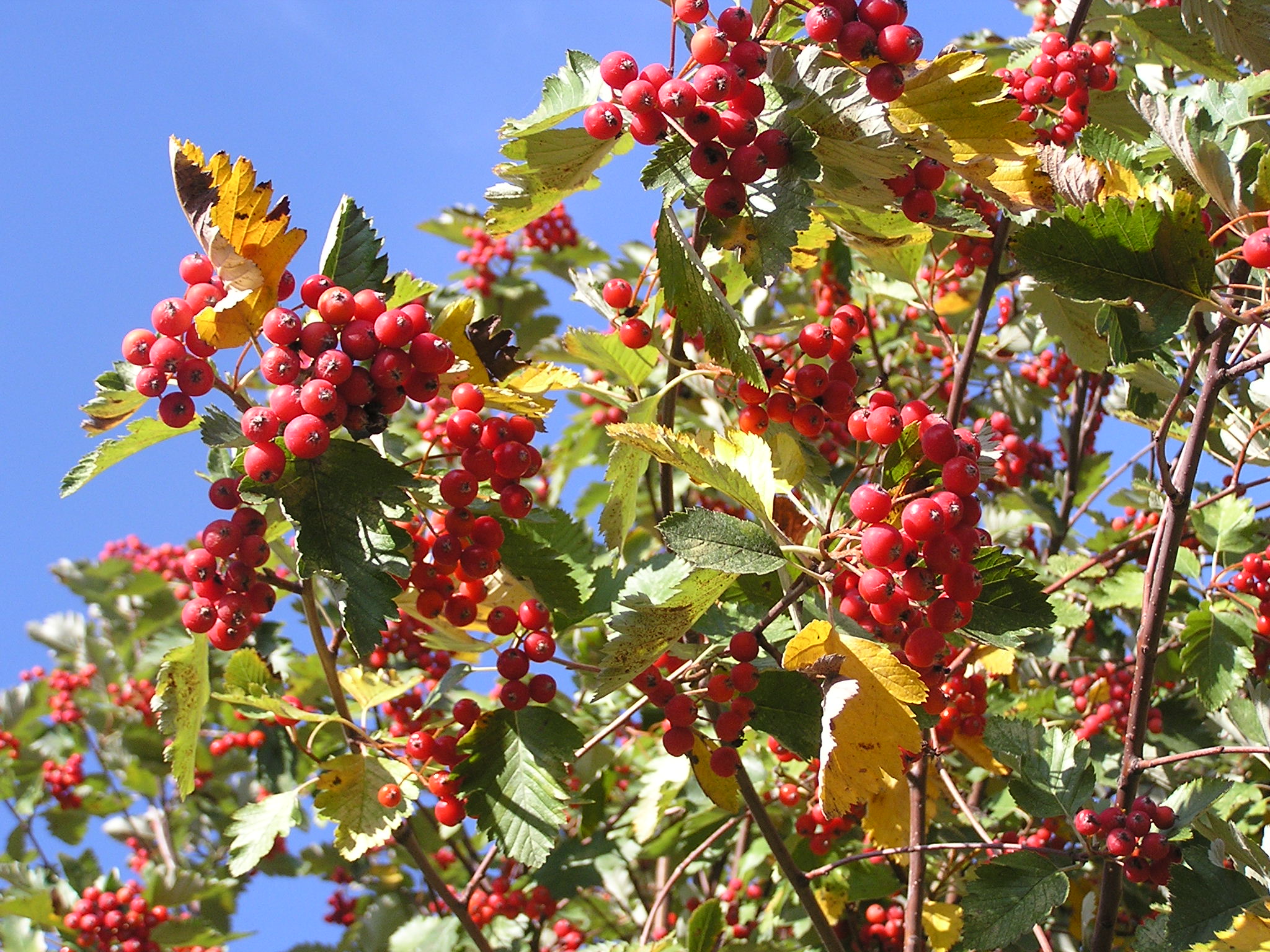 Sorbus mougeotii fruits