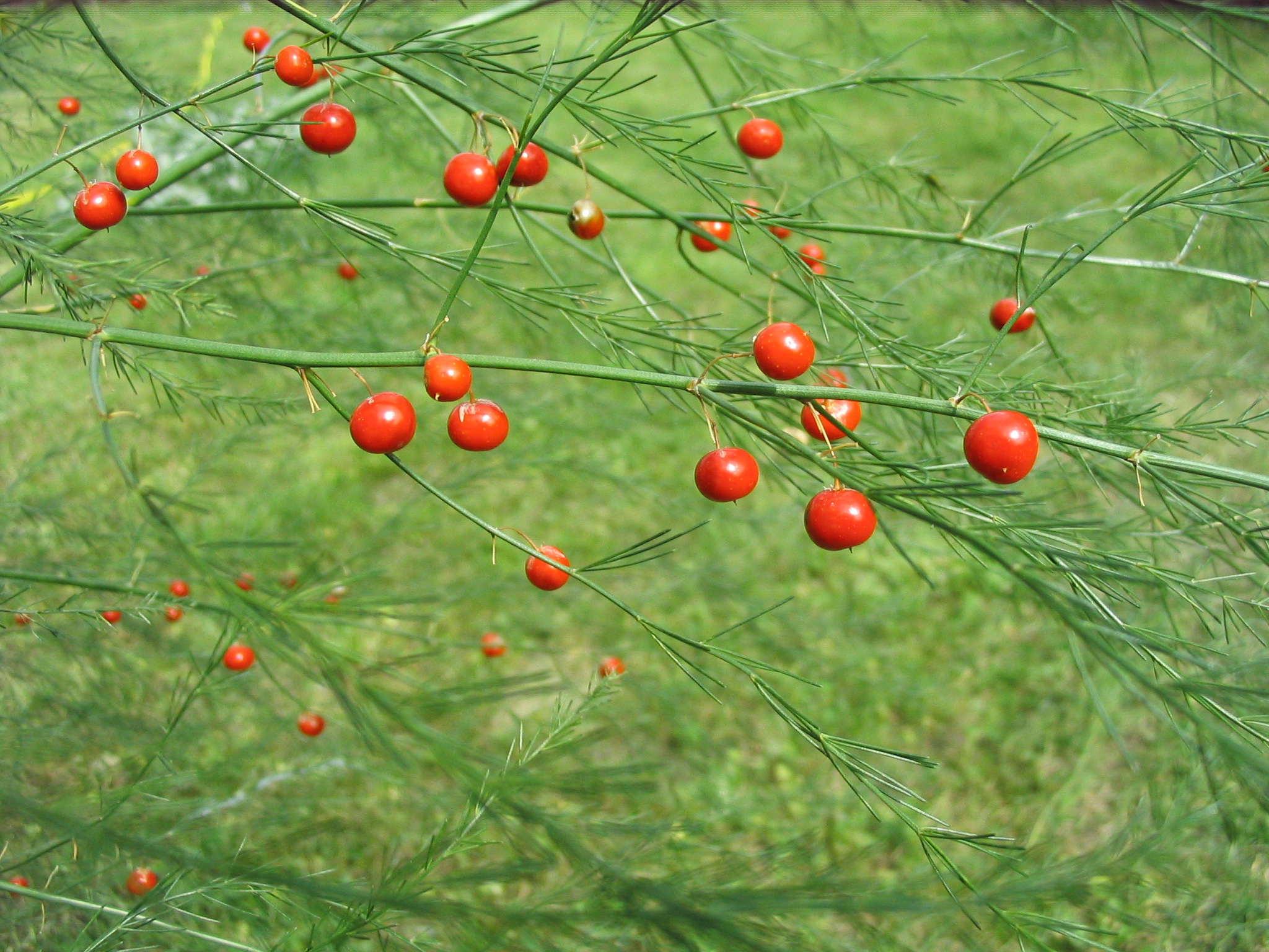 Spargelbeeren