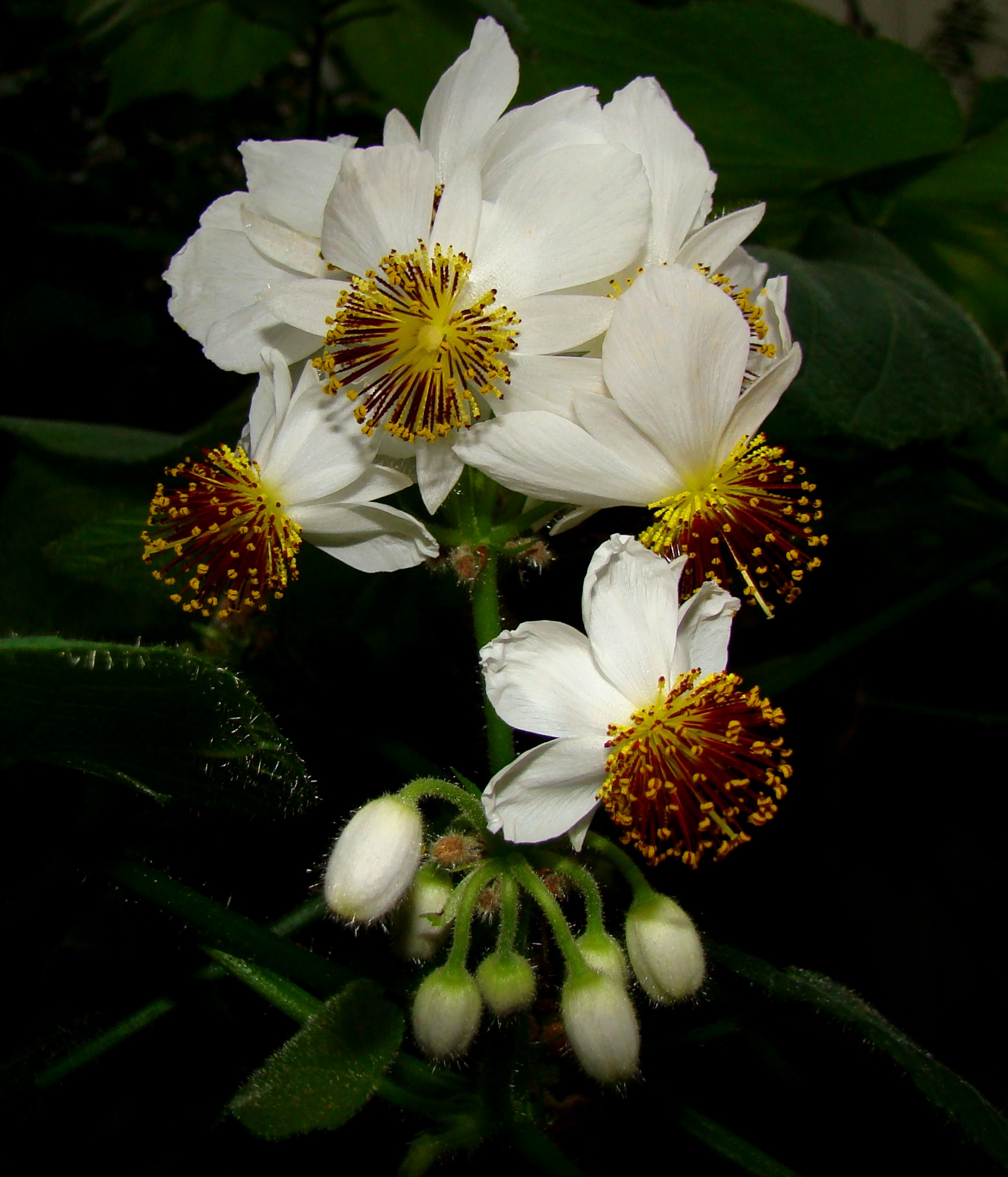 Sparrmannia africana 4b