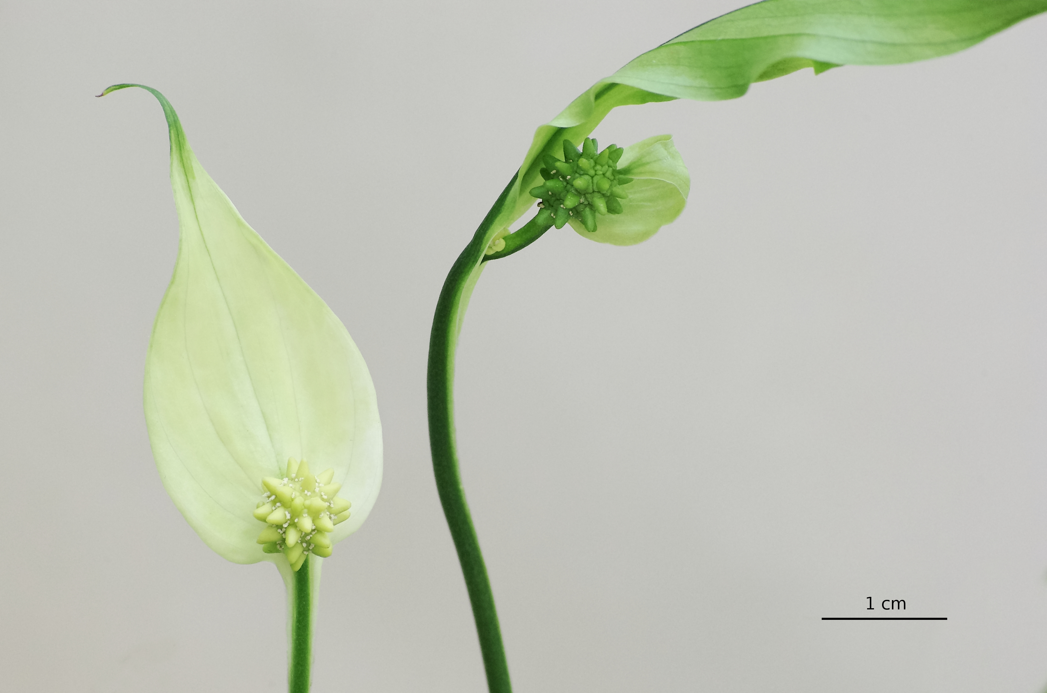 Spathiphyllum FR 2013