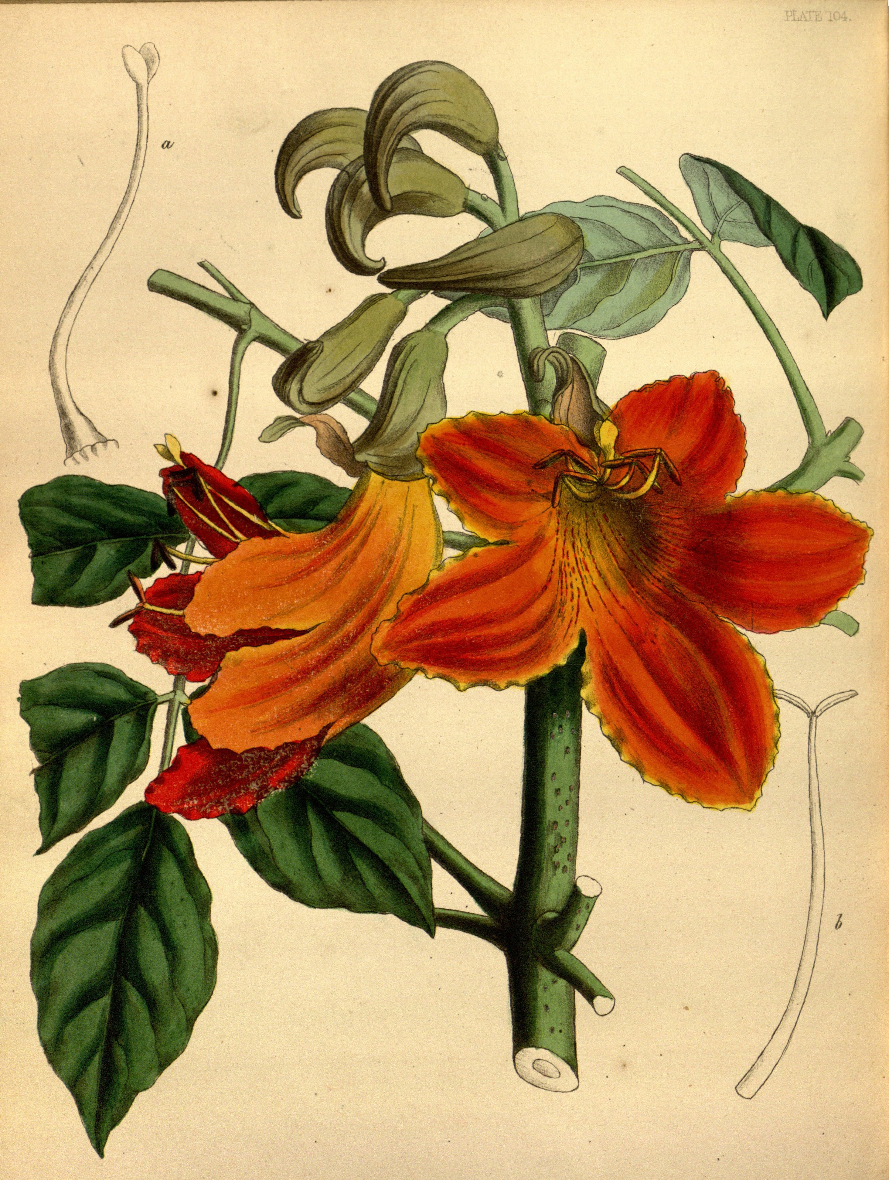 Spathodea campanulata Paxton 104