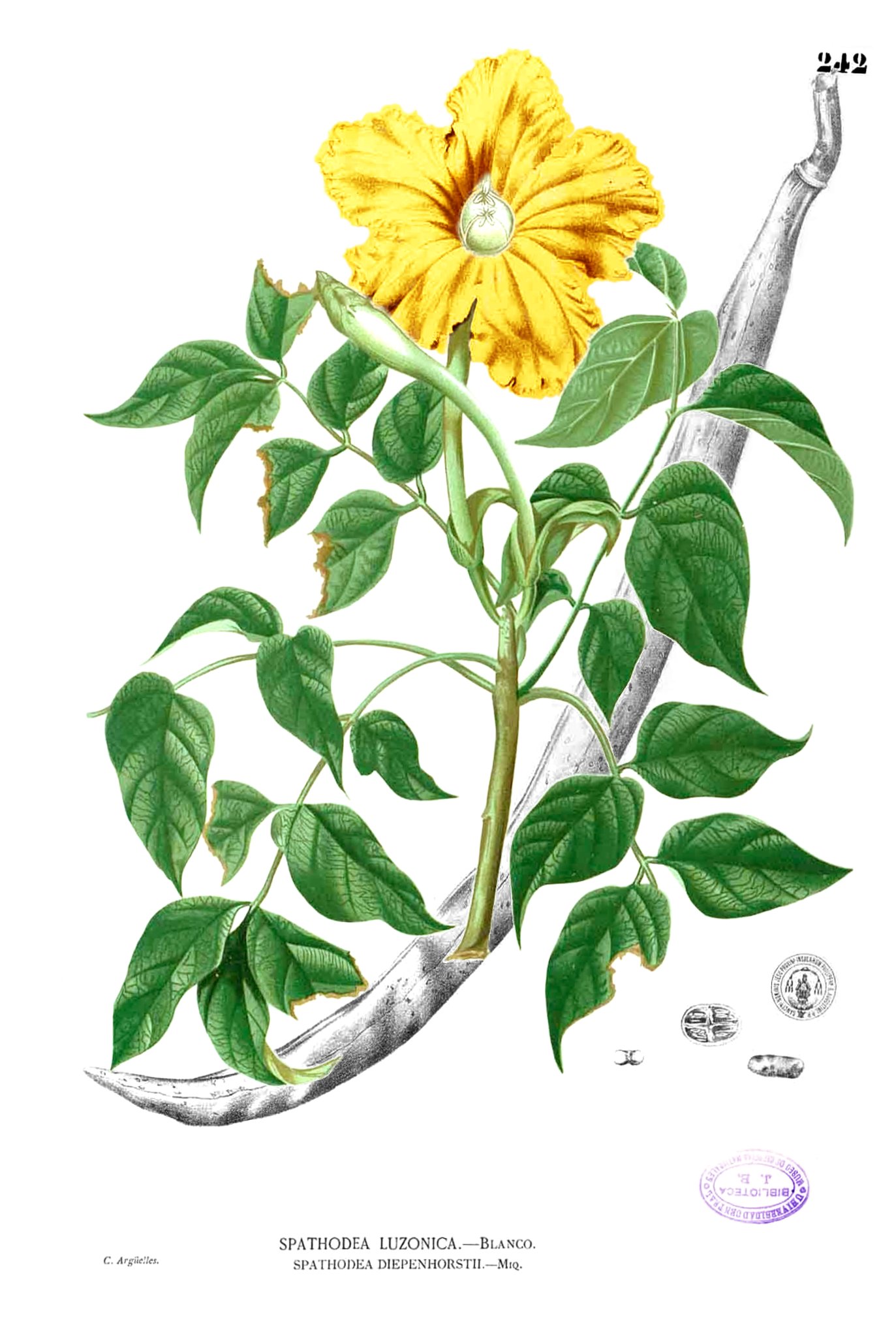 Spathodea sp Blanco2.242