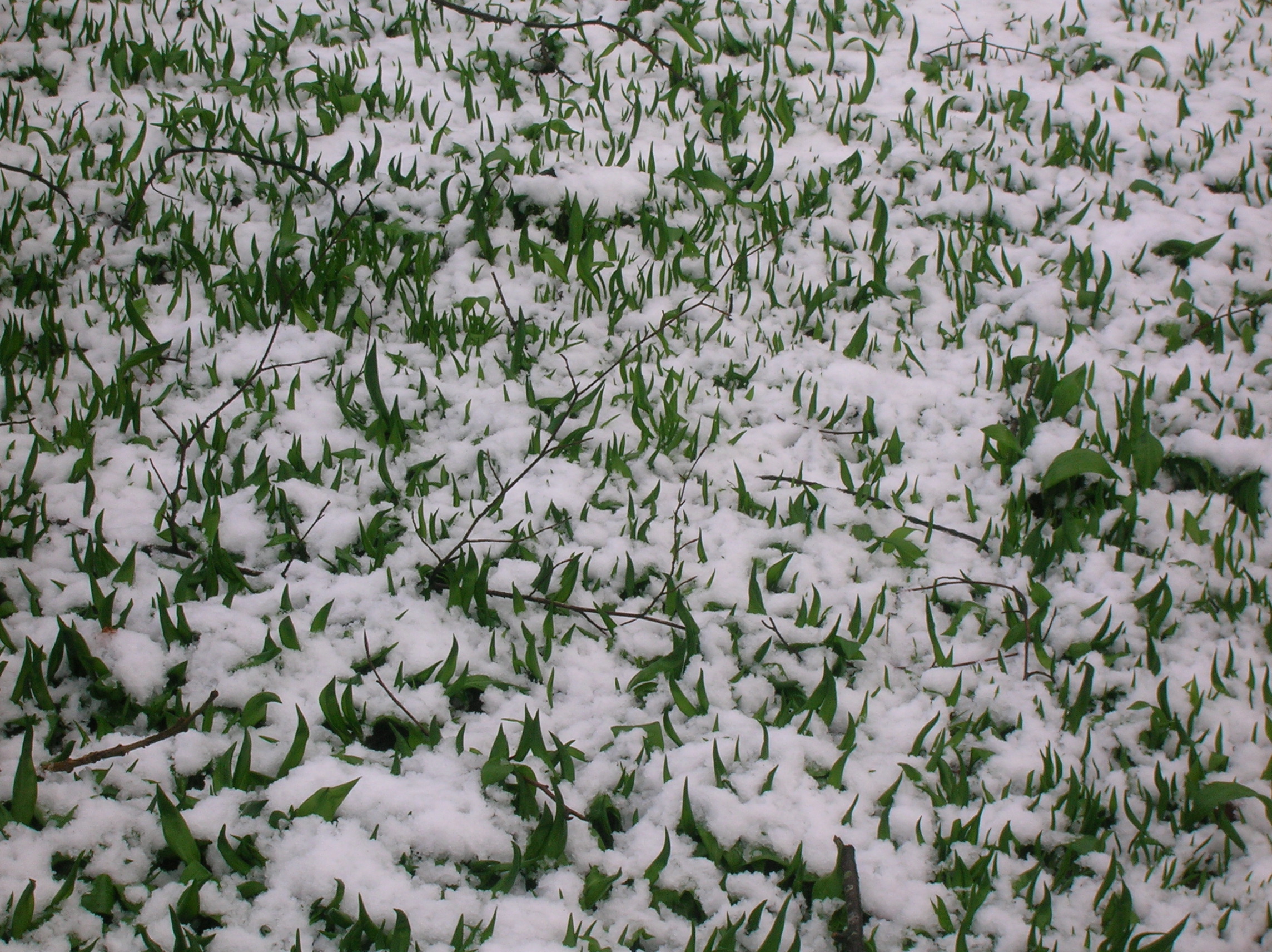 Speir's wild garlic