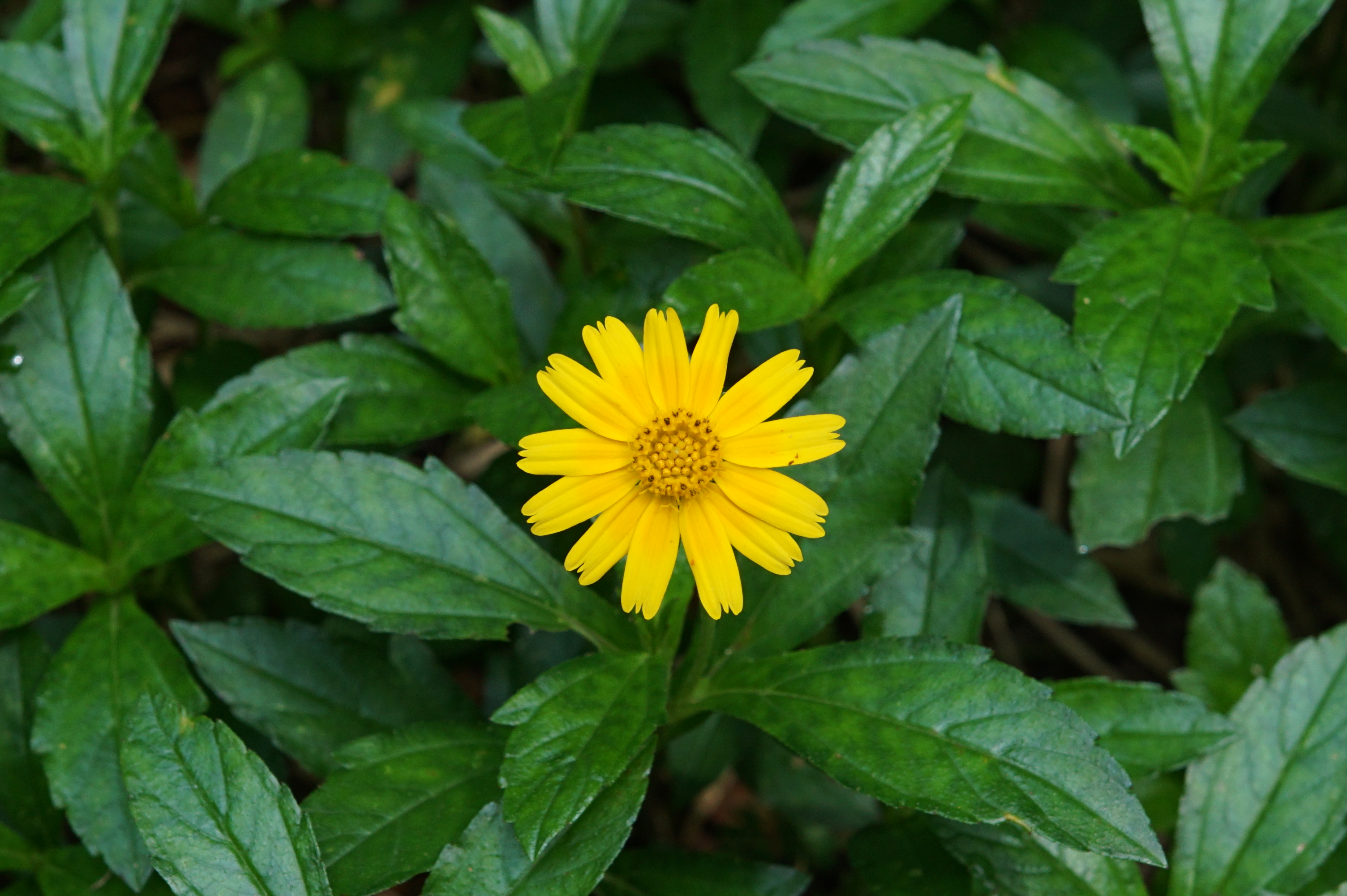 Sphagneticola 03983