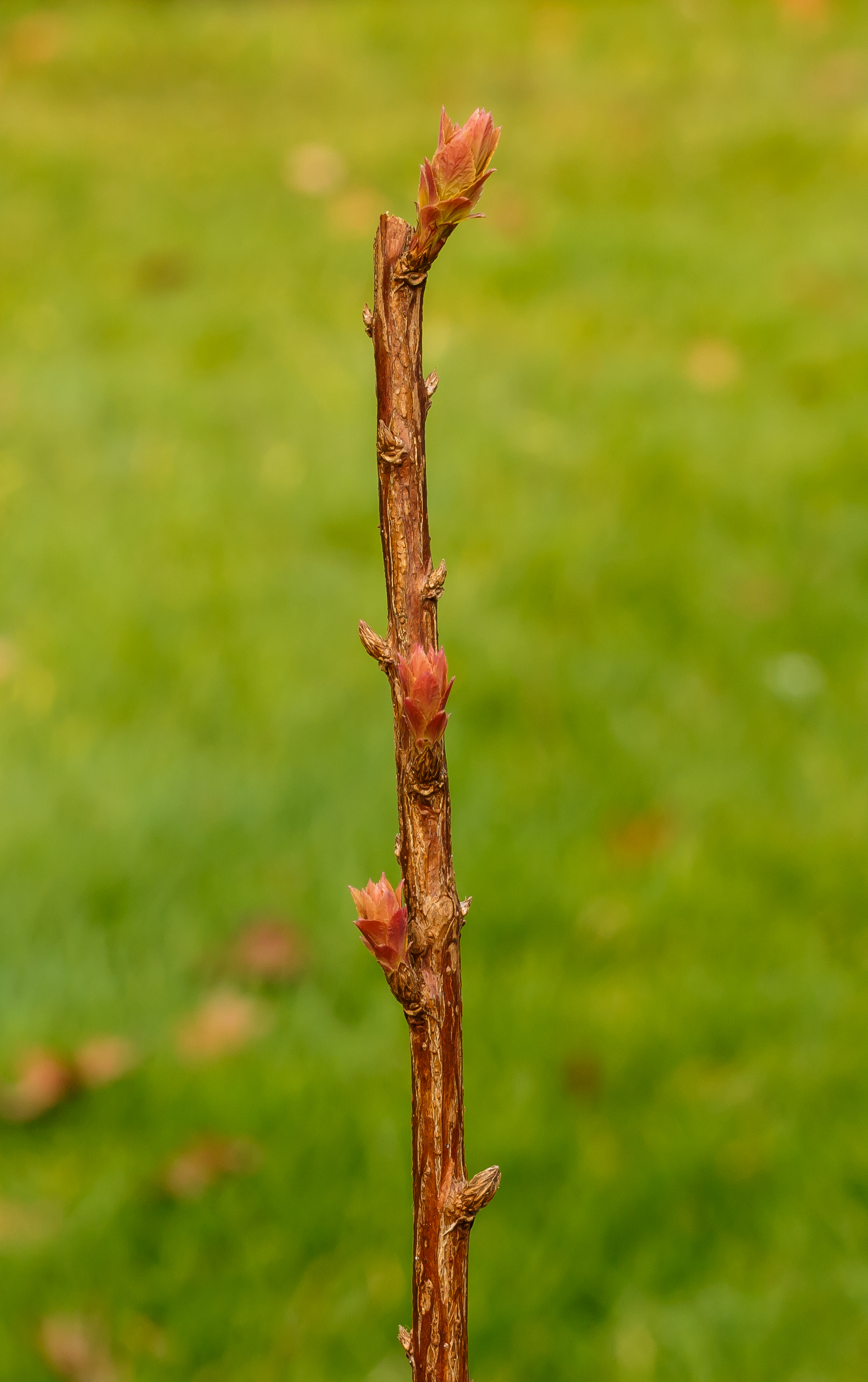 Spiraea japonica 'Goldflame' 02
