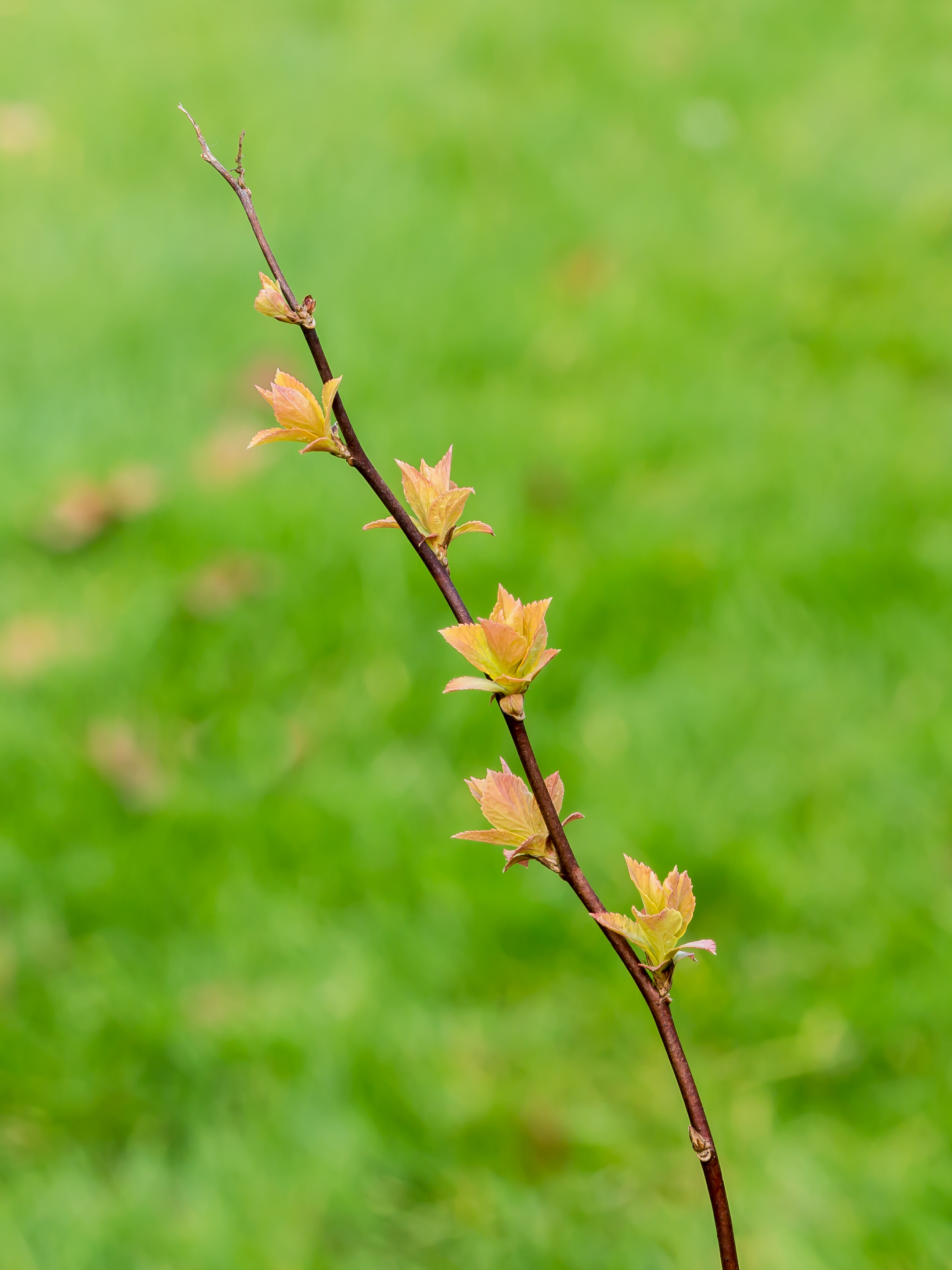 Spiraea japonica 'Goldflame' 03
