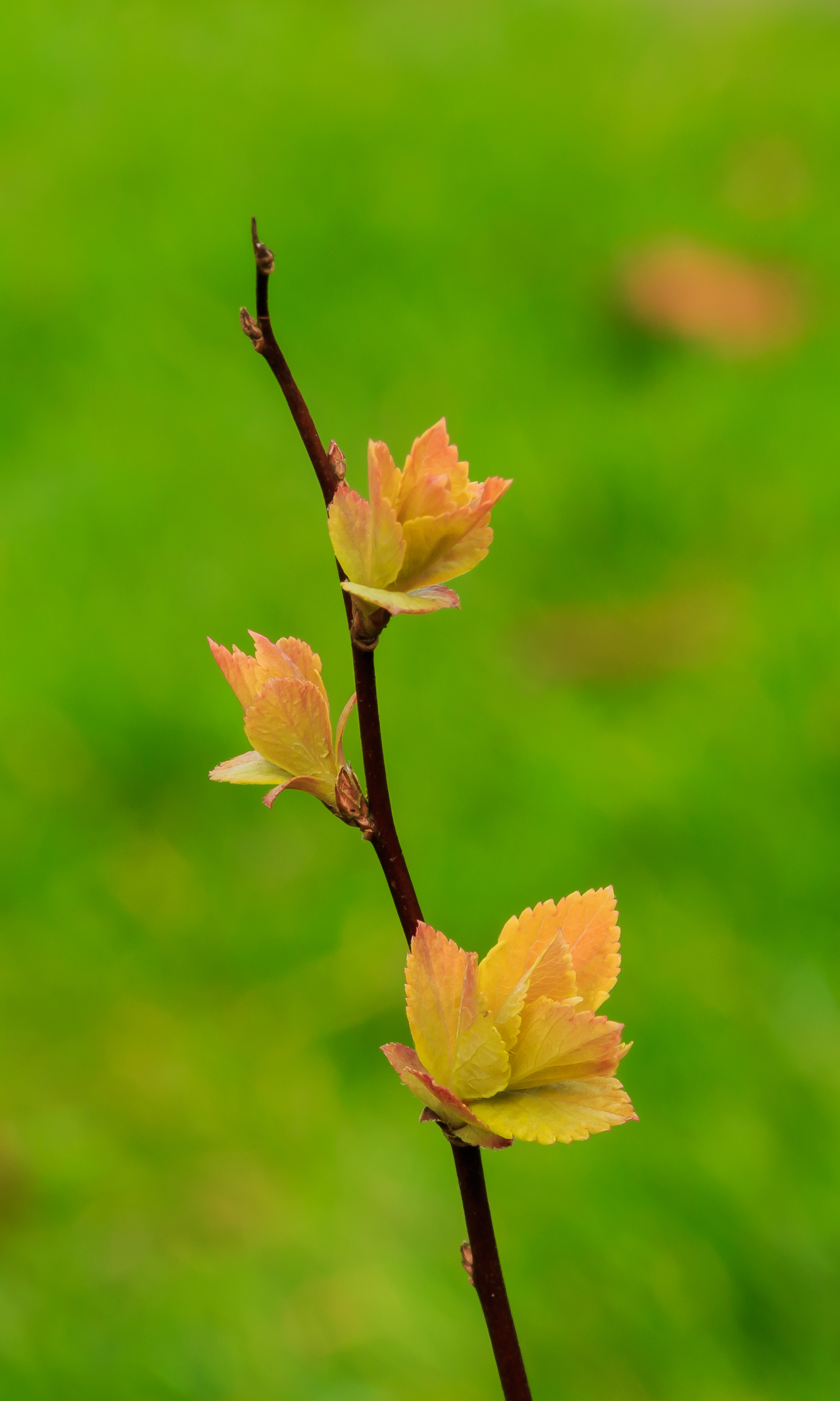 Spiraea japonica 'Goldflame' 07