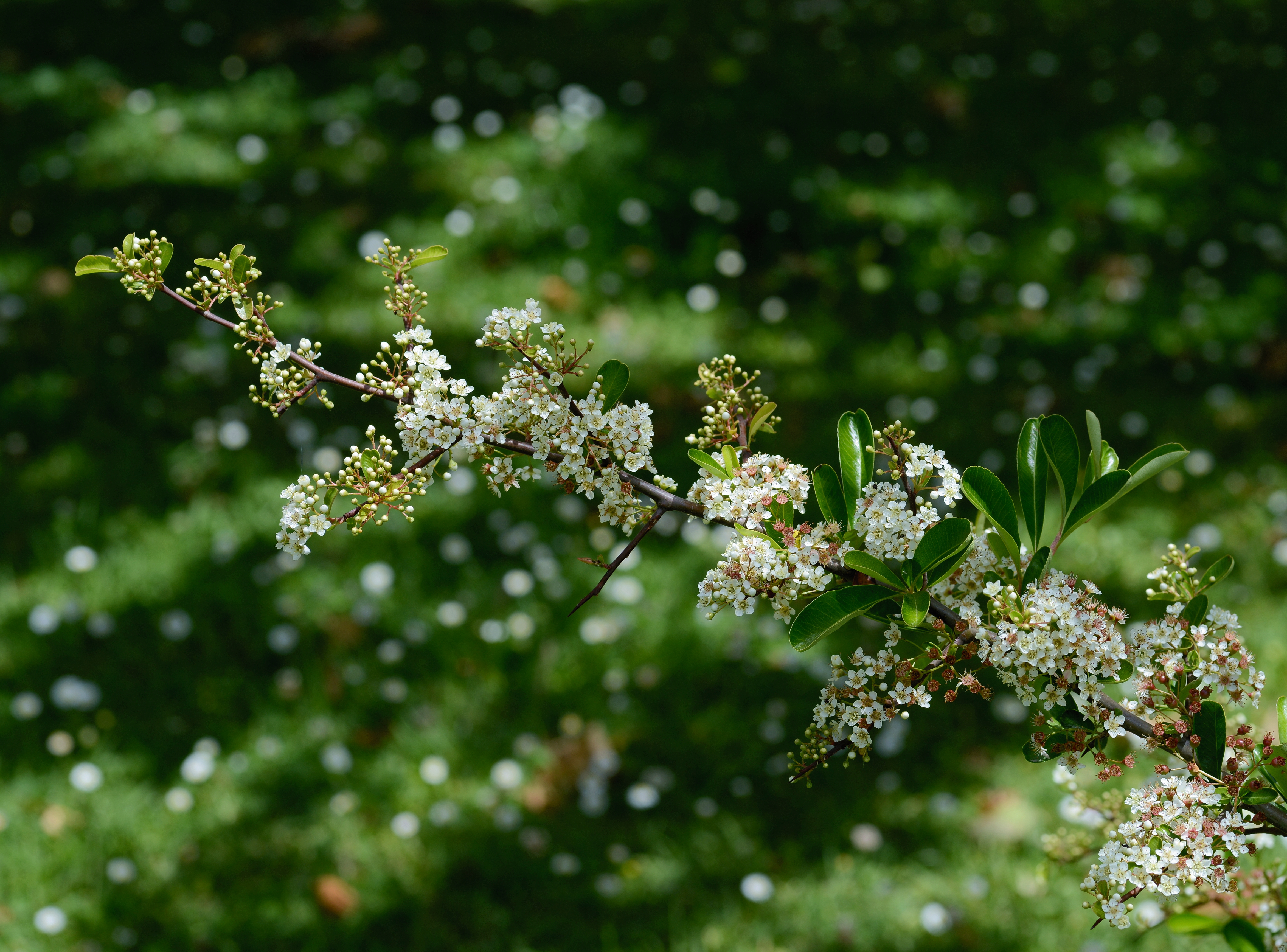 Spiraea May 2013-4