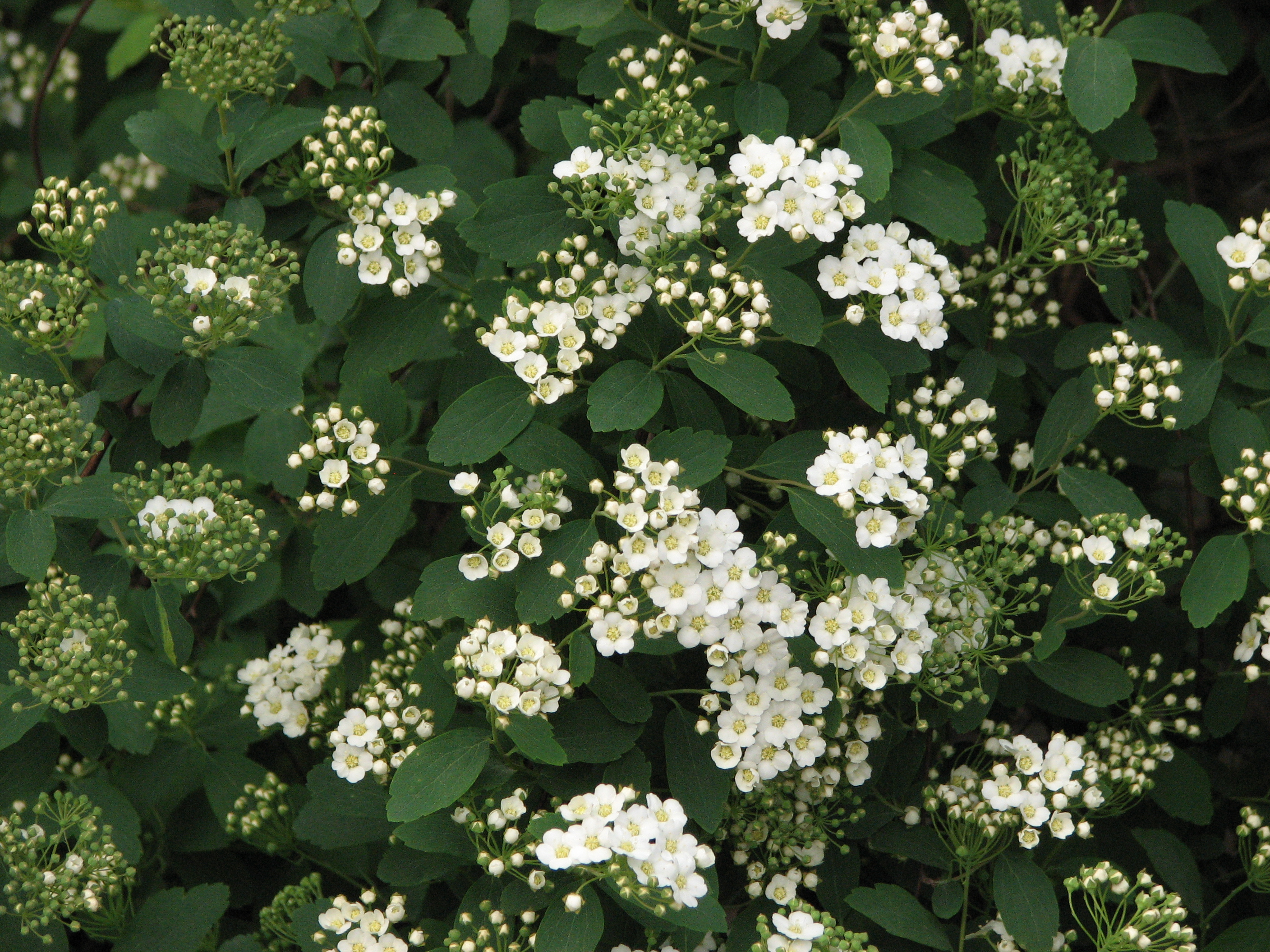 Spiraea vanhouttei 01