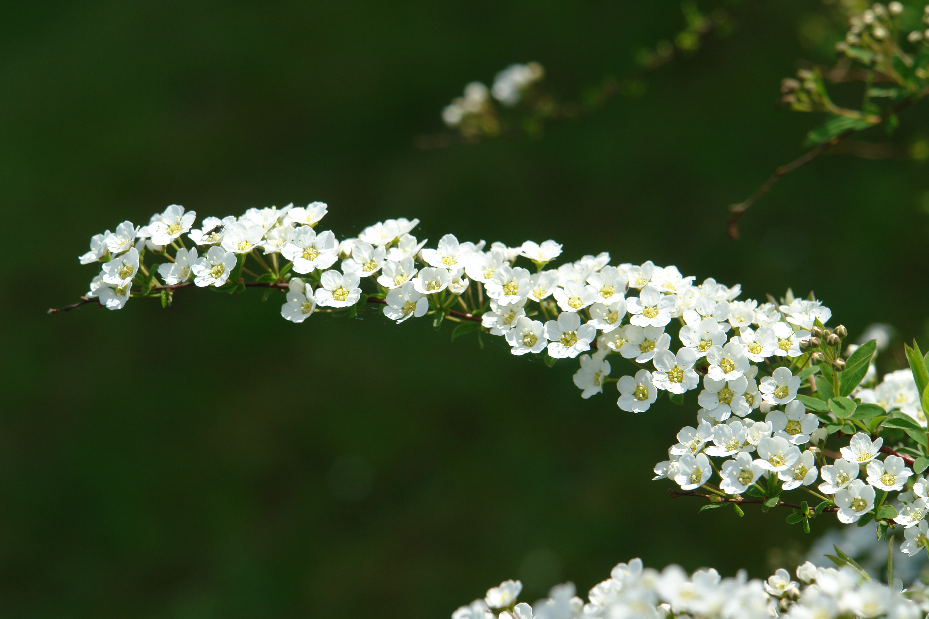 Spiraea x cinerea 'Grefsheim' - flowers