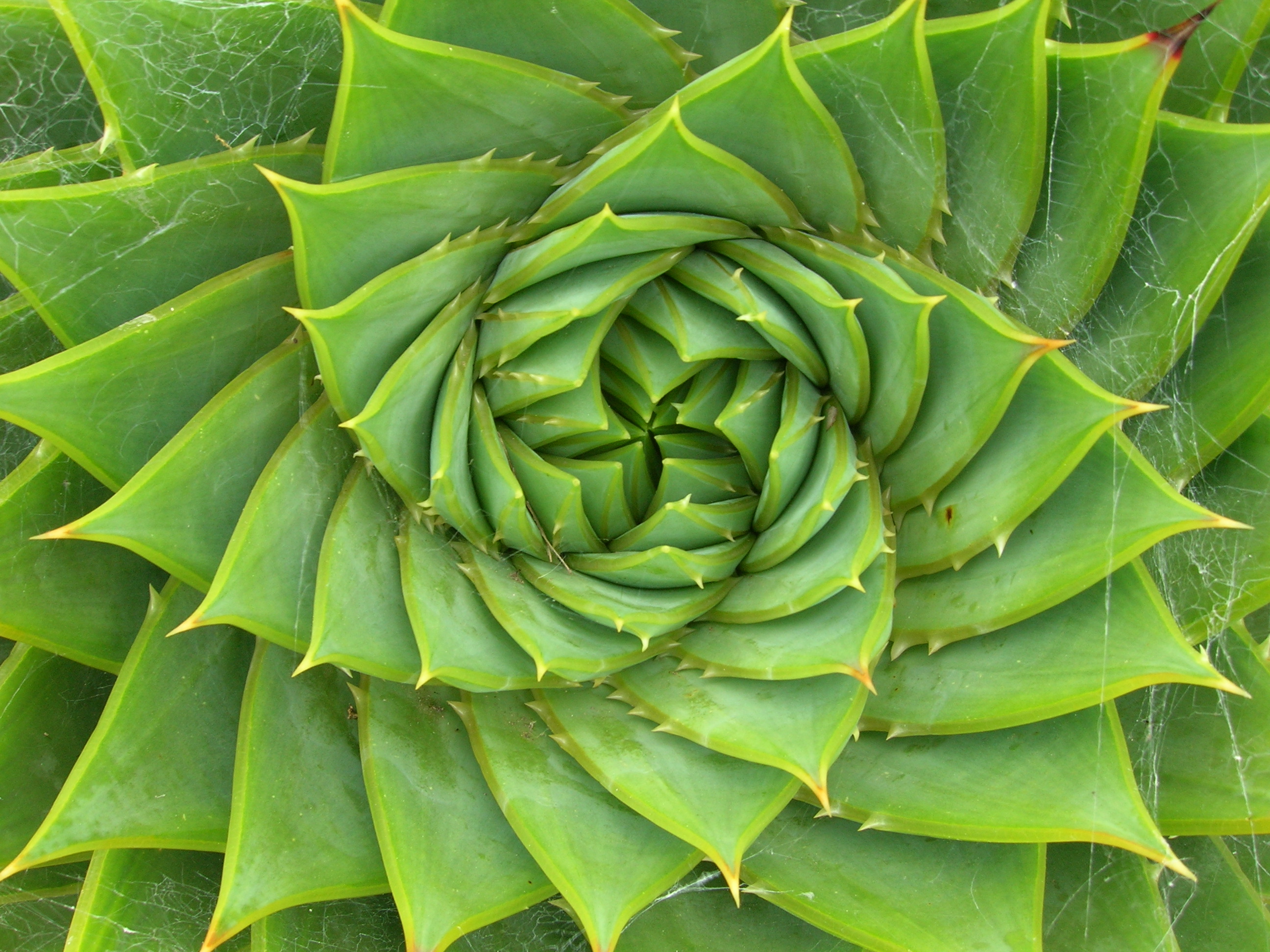 Spiral aloe