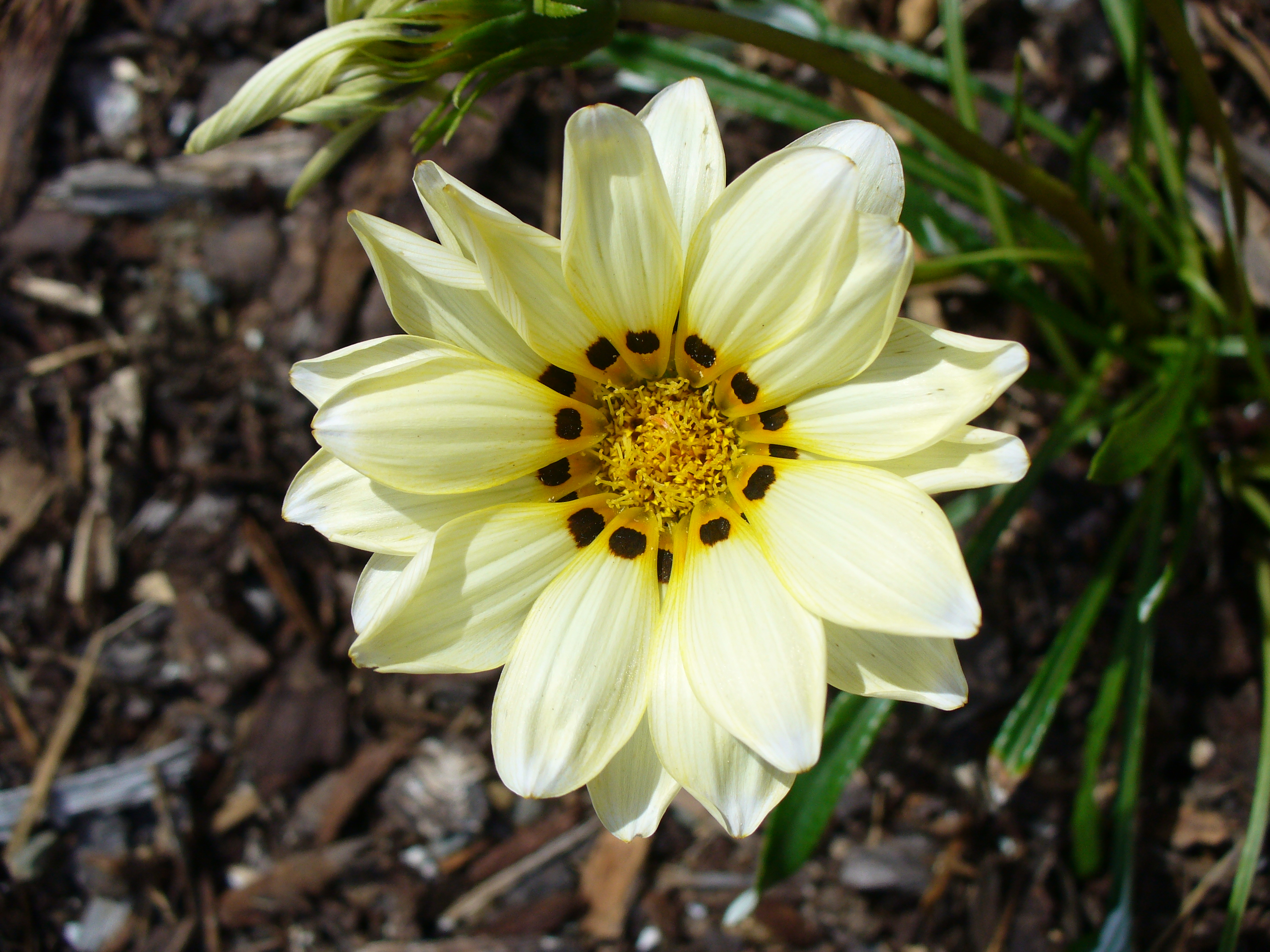 Spottedflower3