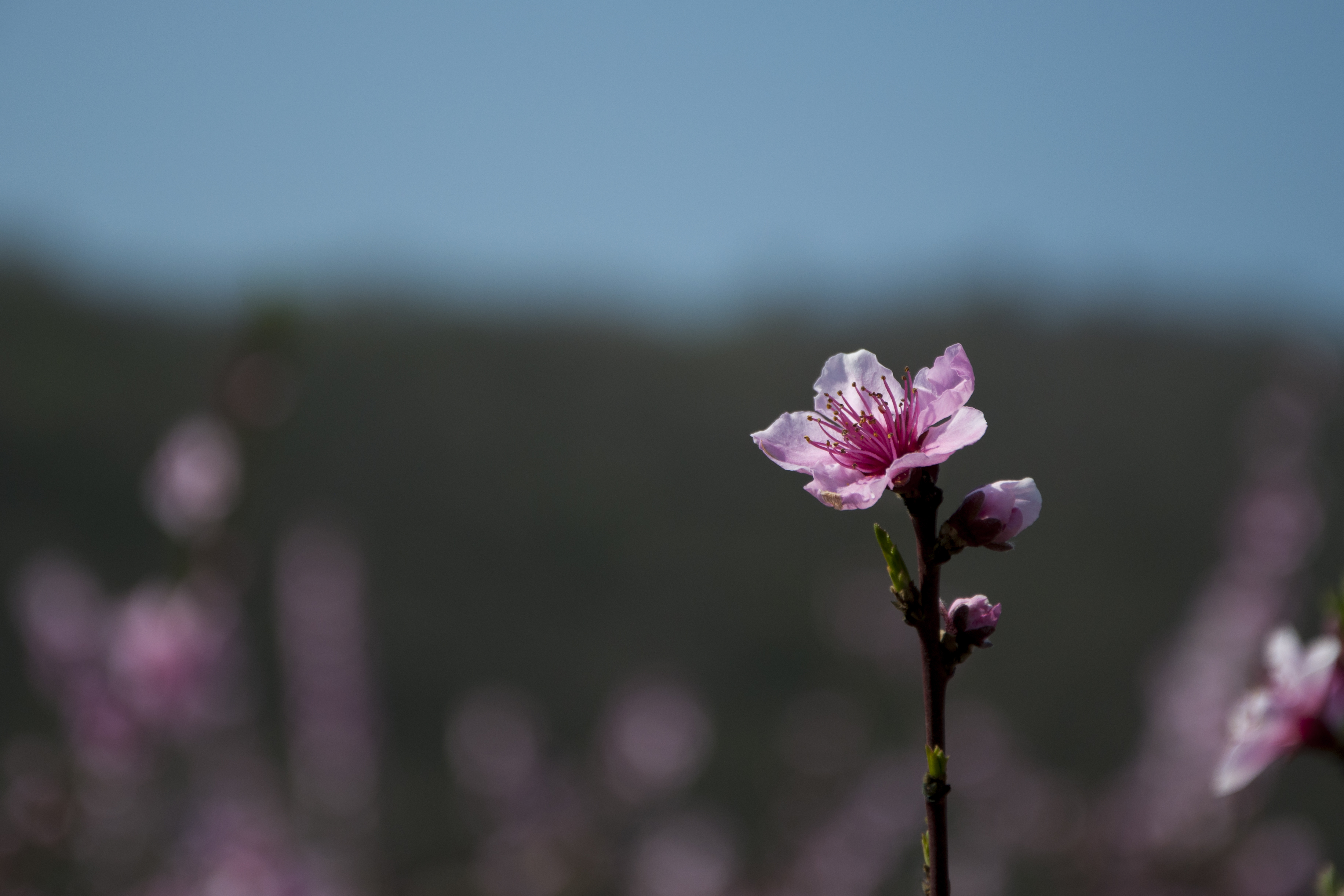 Spring 1 (Unsplash)