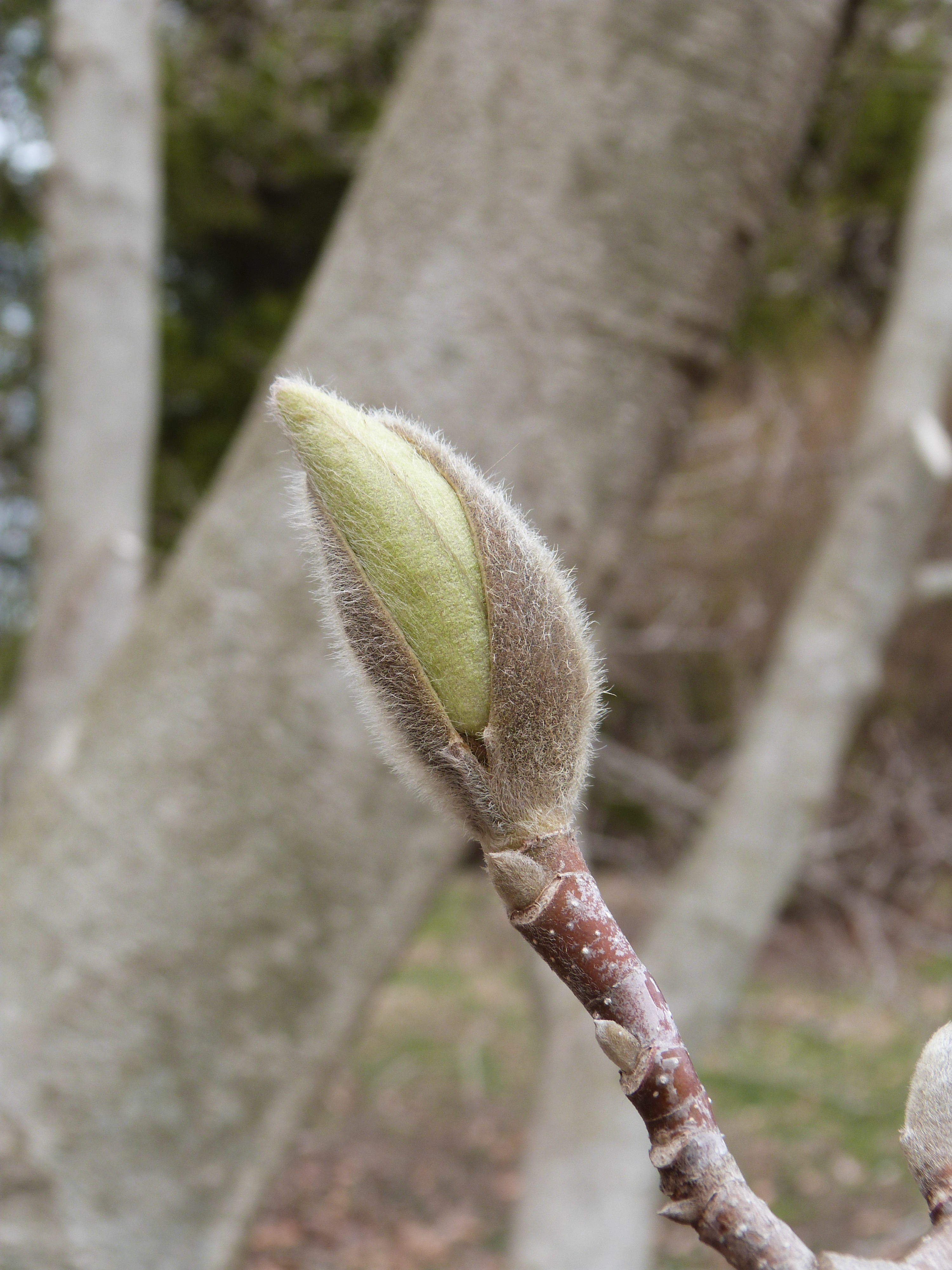 Spring bud Crapo Park - Burlington Iowa