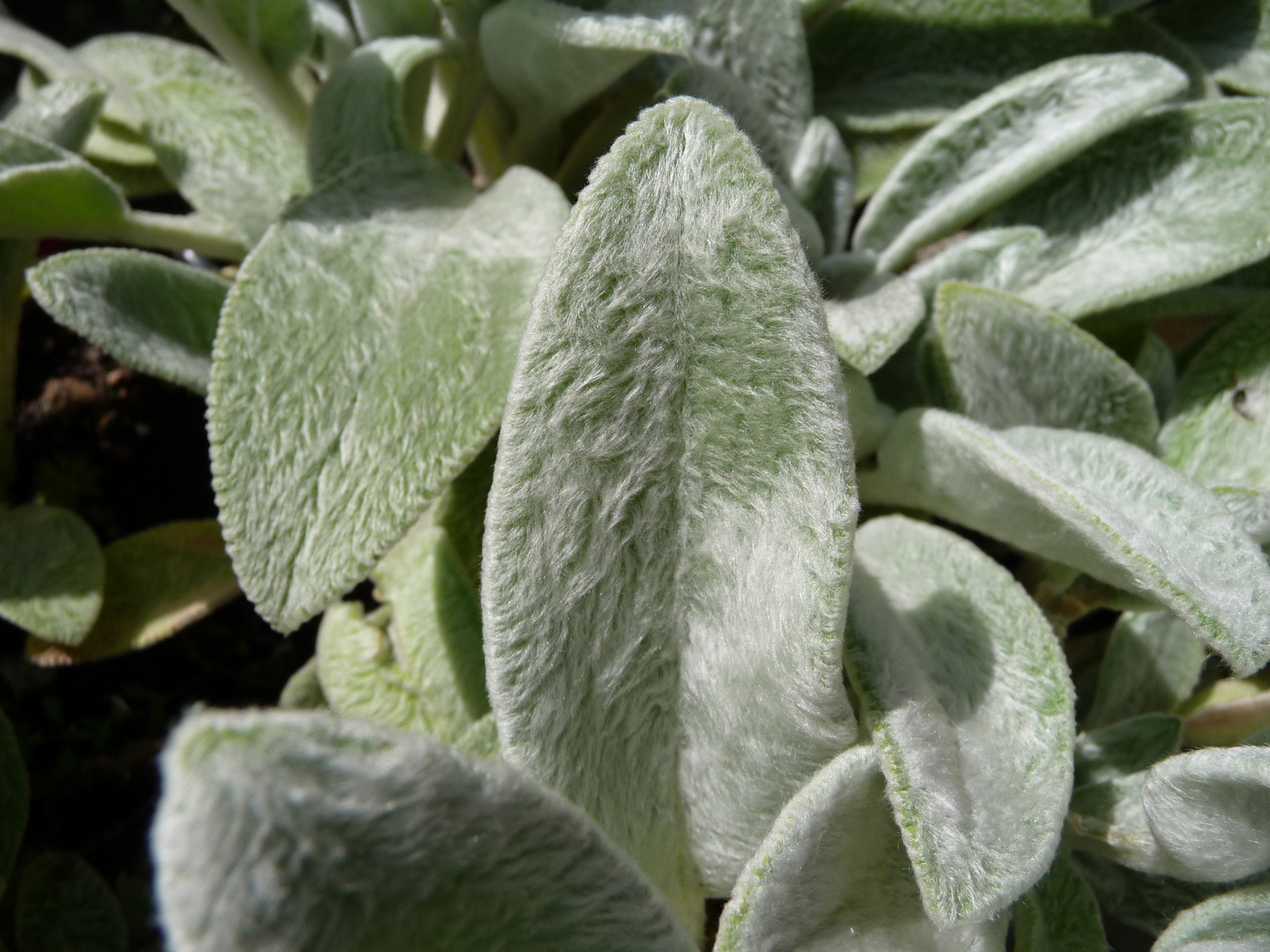 Stachys byzantina1