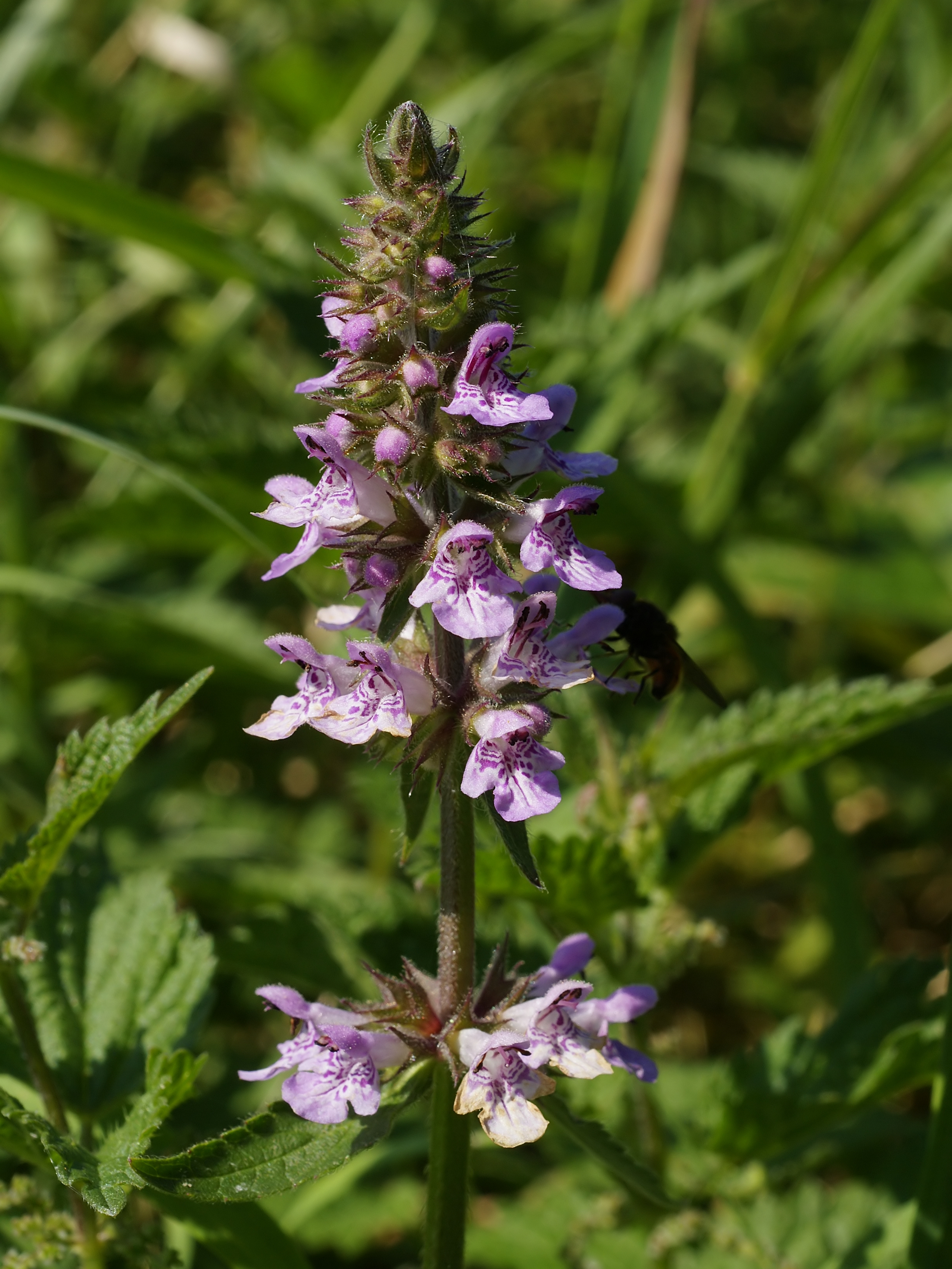 Stachys palustris