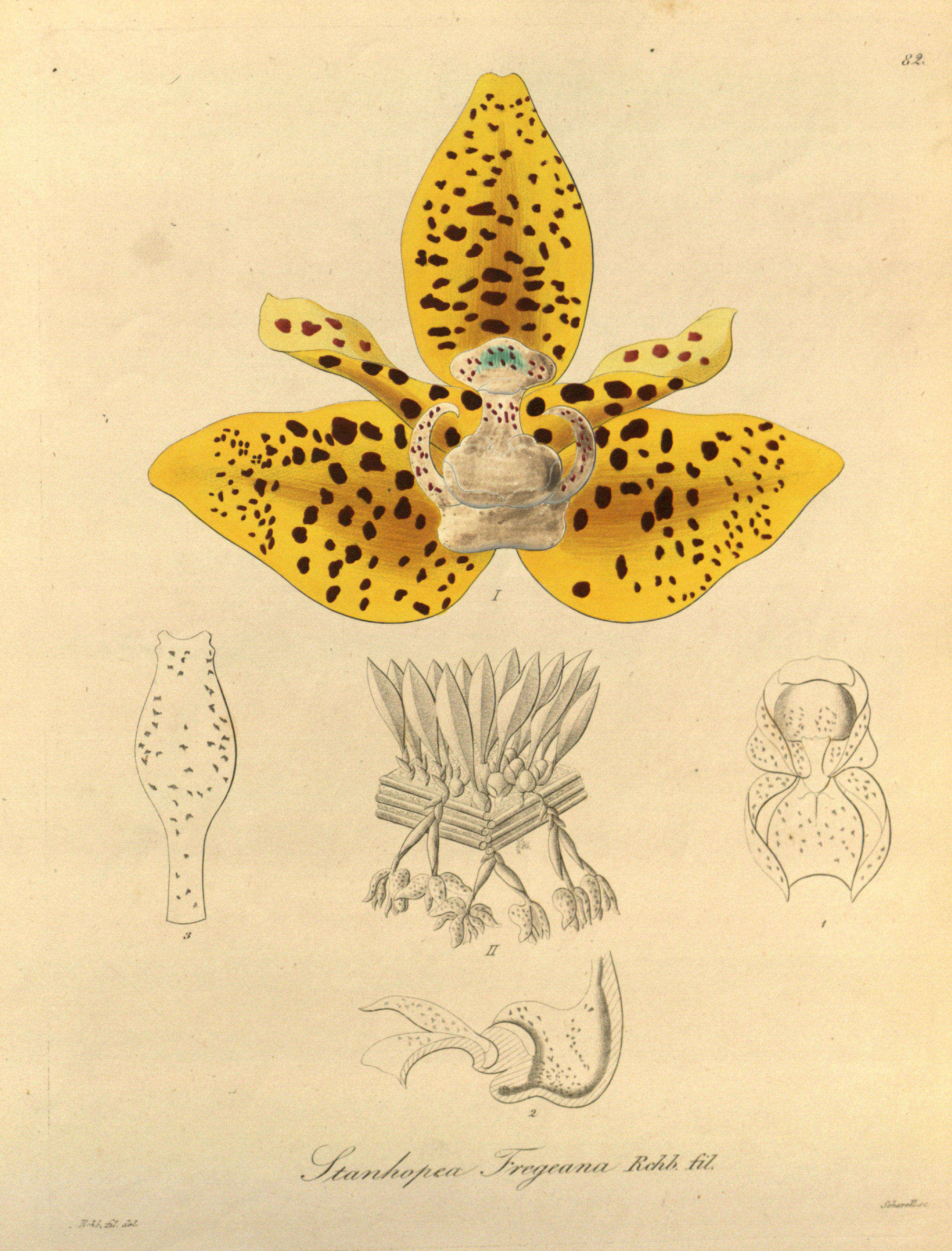 Stanhopea fregeana (maculosa) - Xenia vol. 1 pl. 82 (1858)