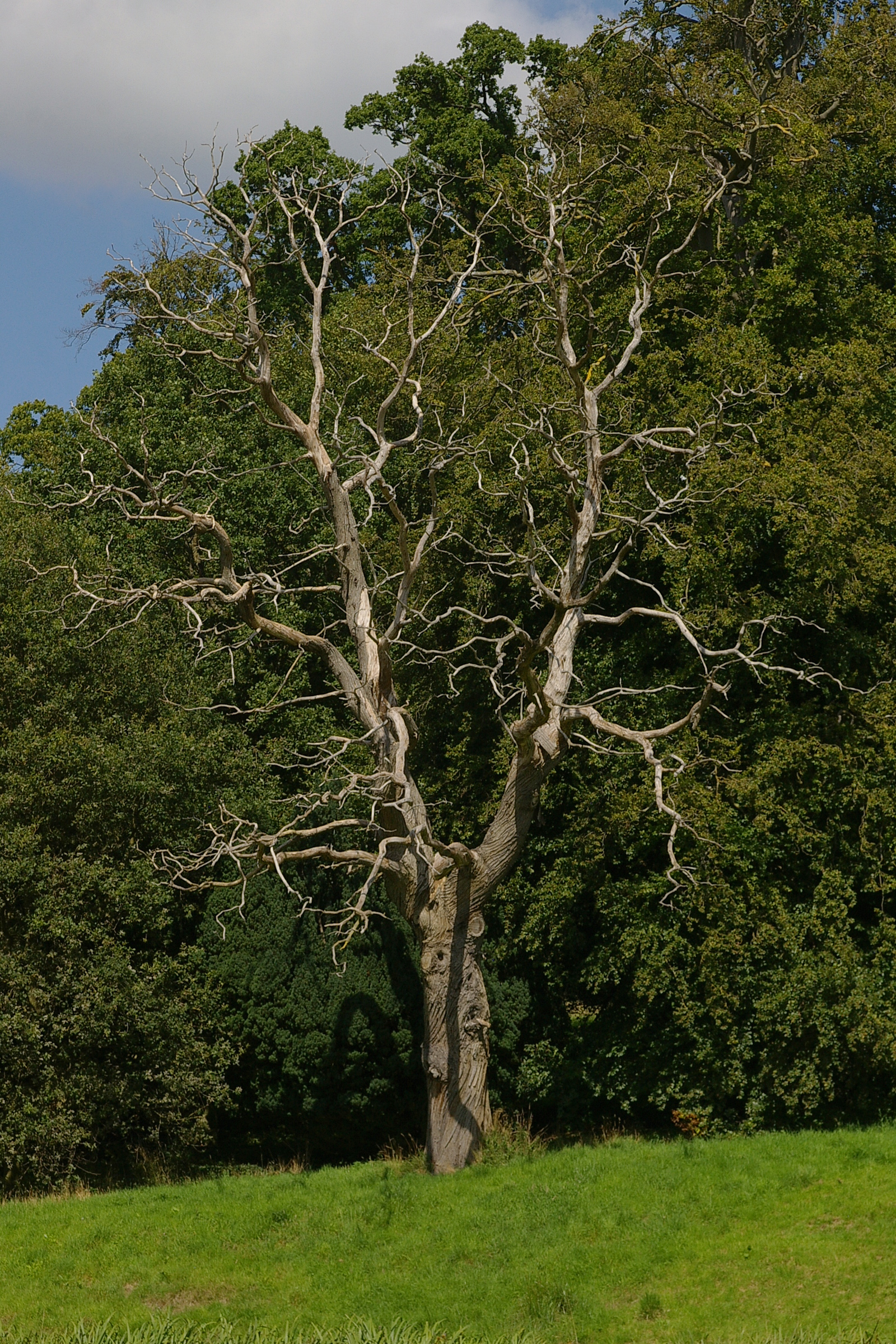 Stanway House MMB 03