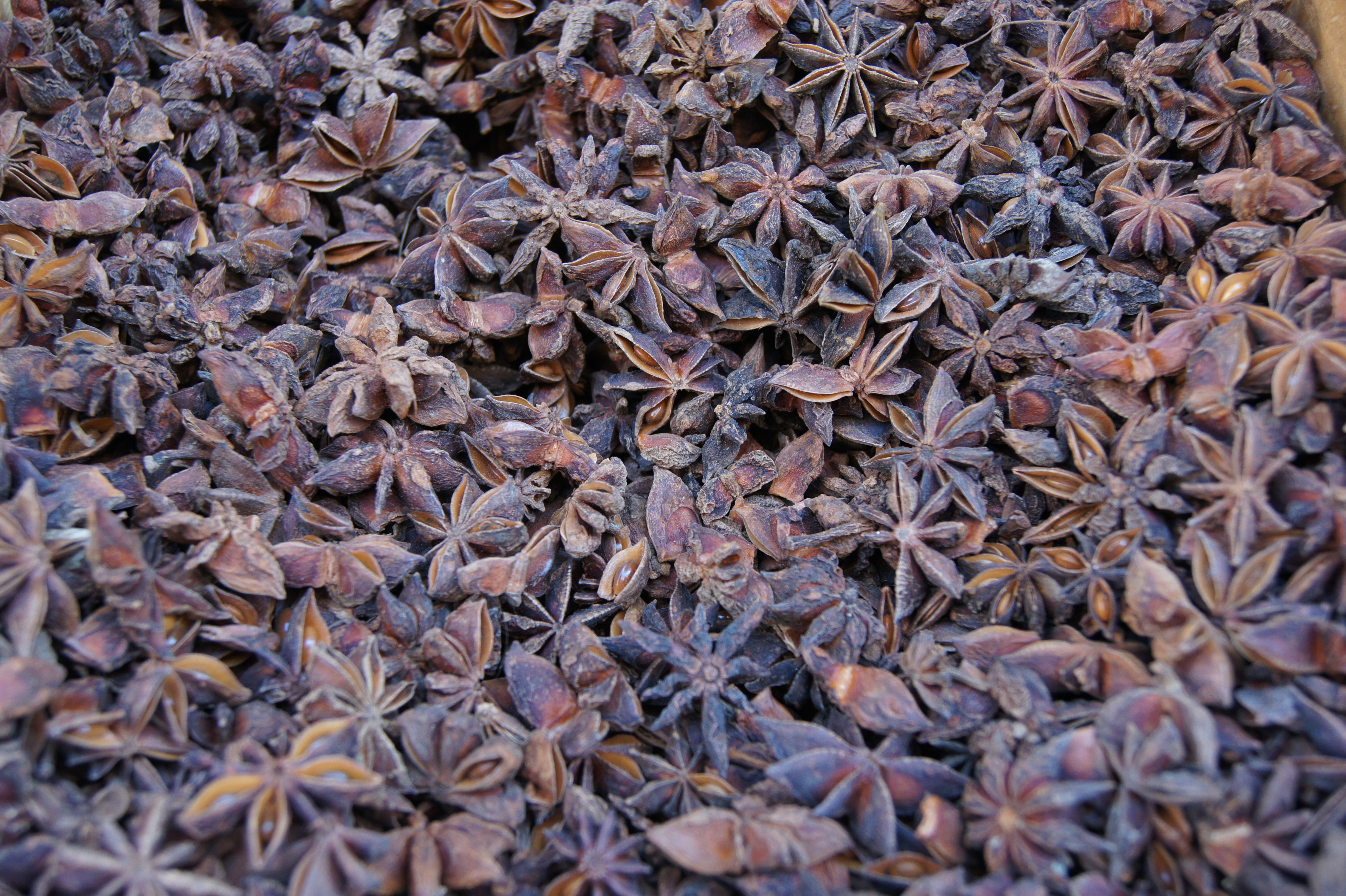 Star aniseed