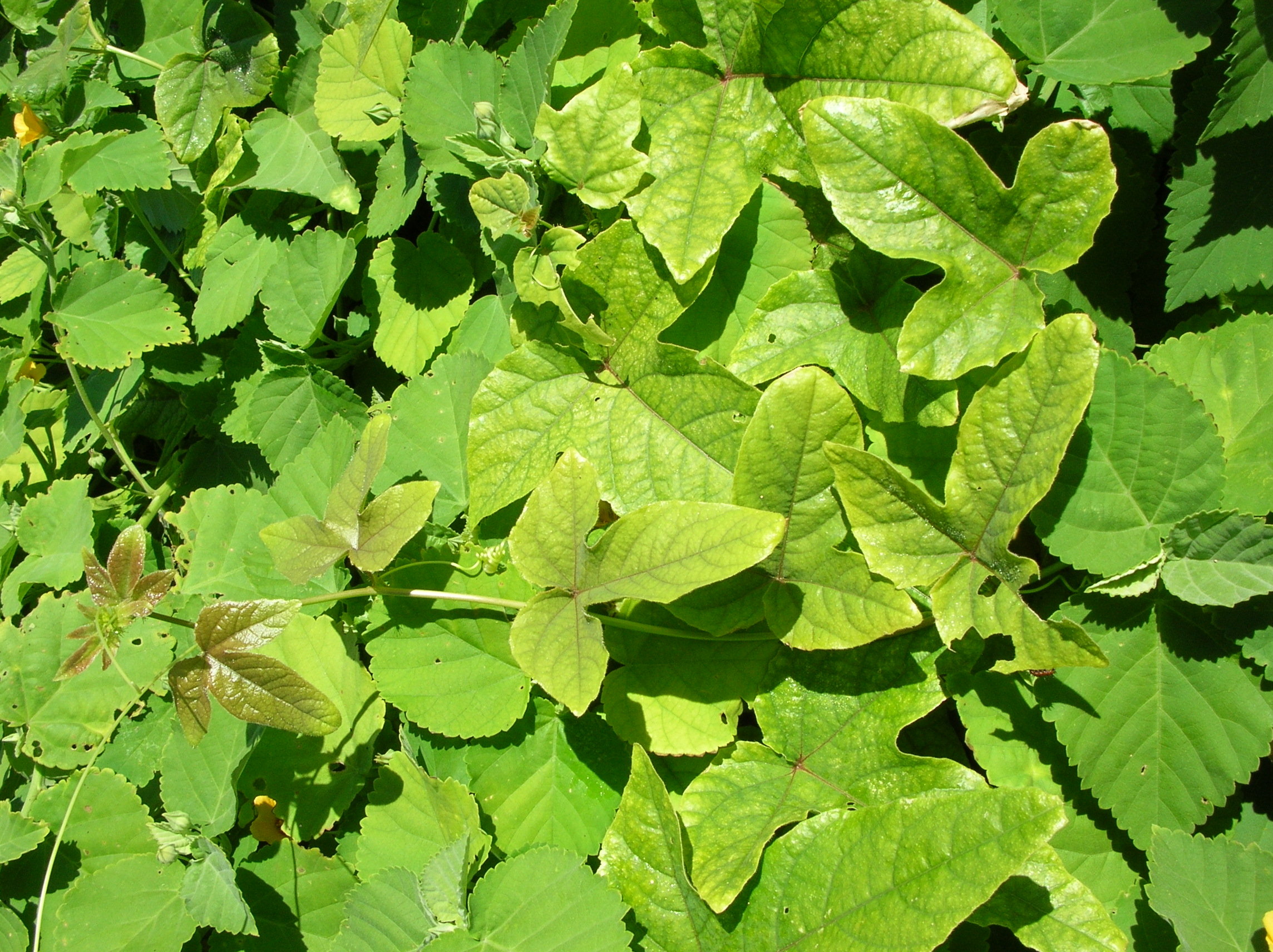 Starr 050222-4135 Passiflora foetida