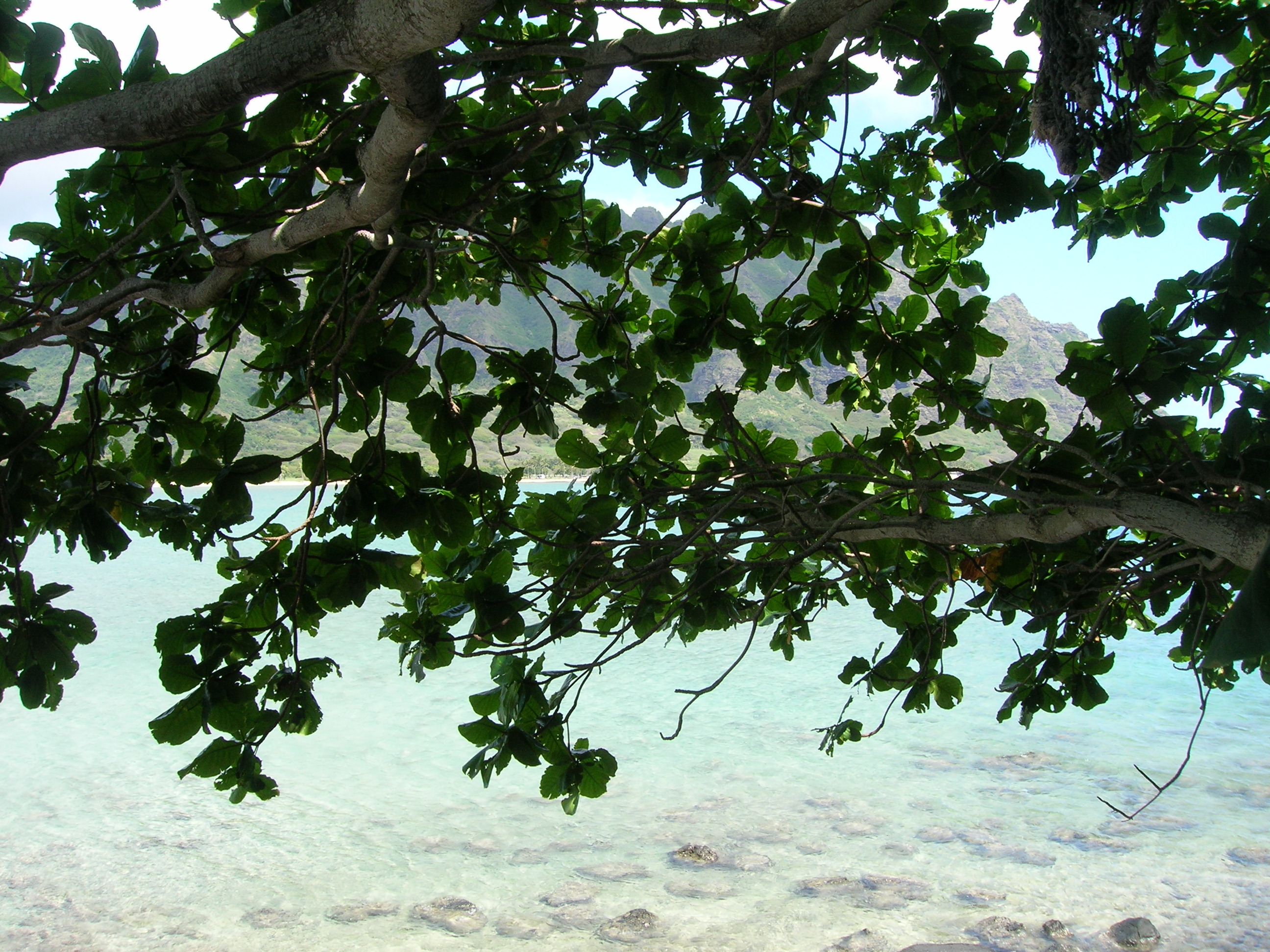 Starr 050419-0336 Terminalia catappa