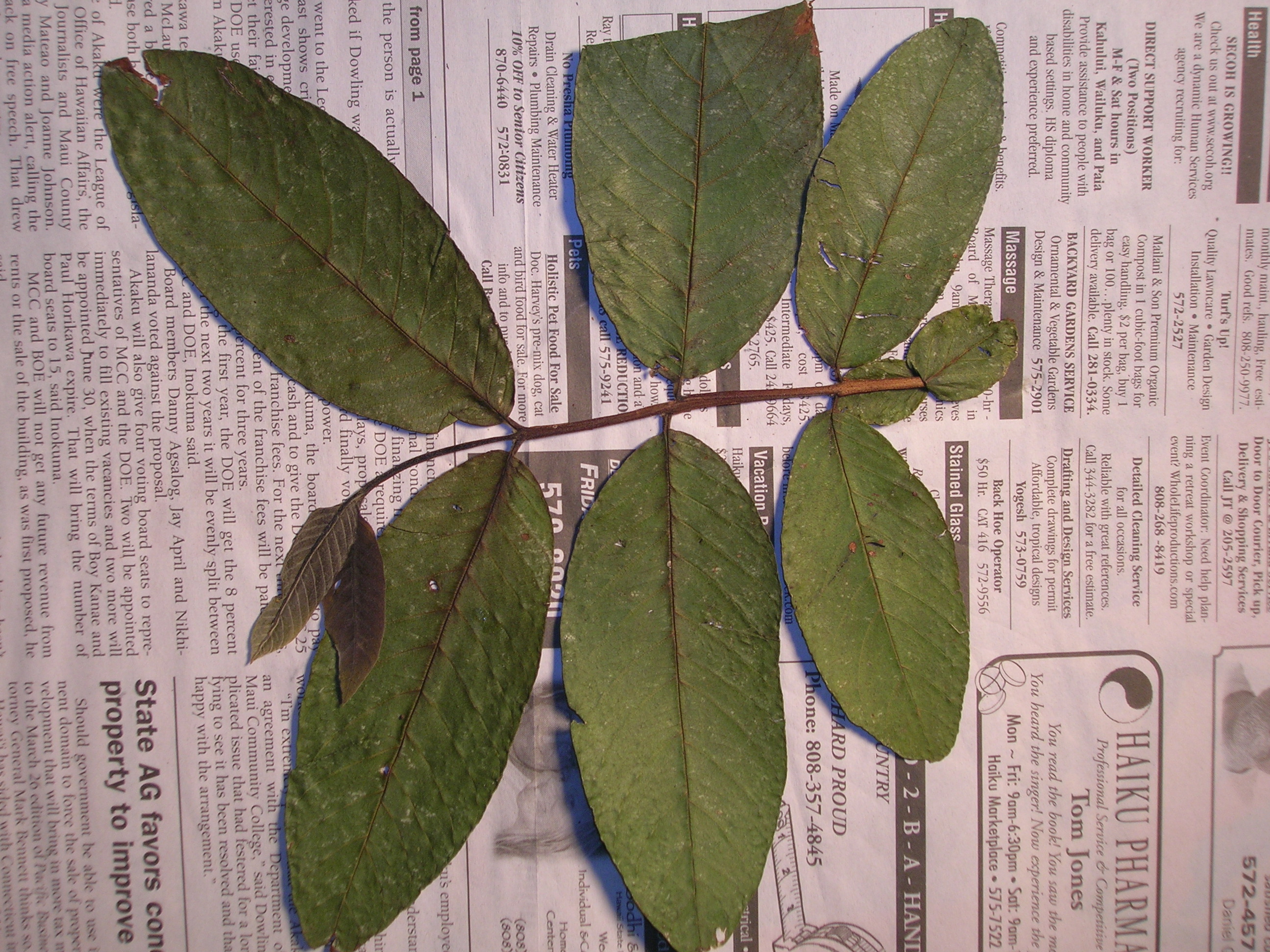 Starr 050427-0899 Psidium guajava