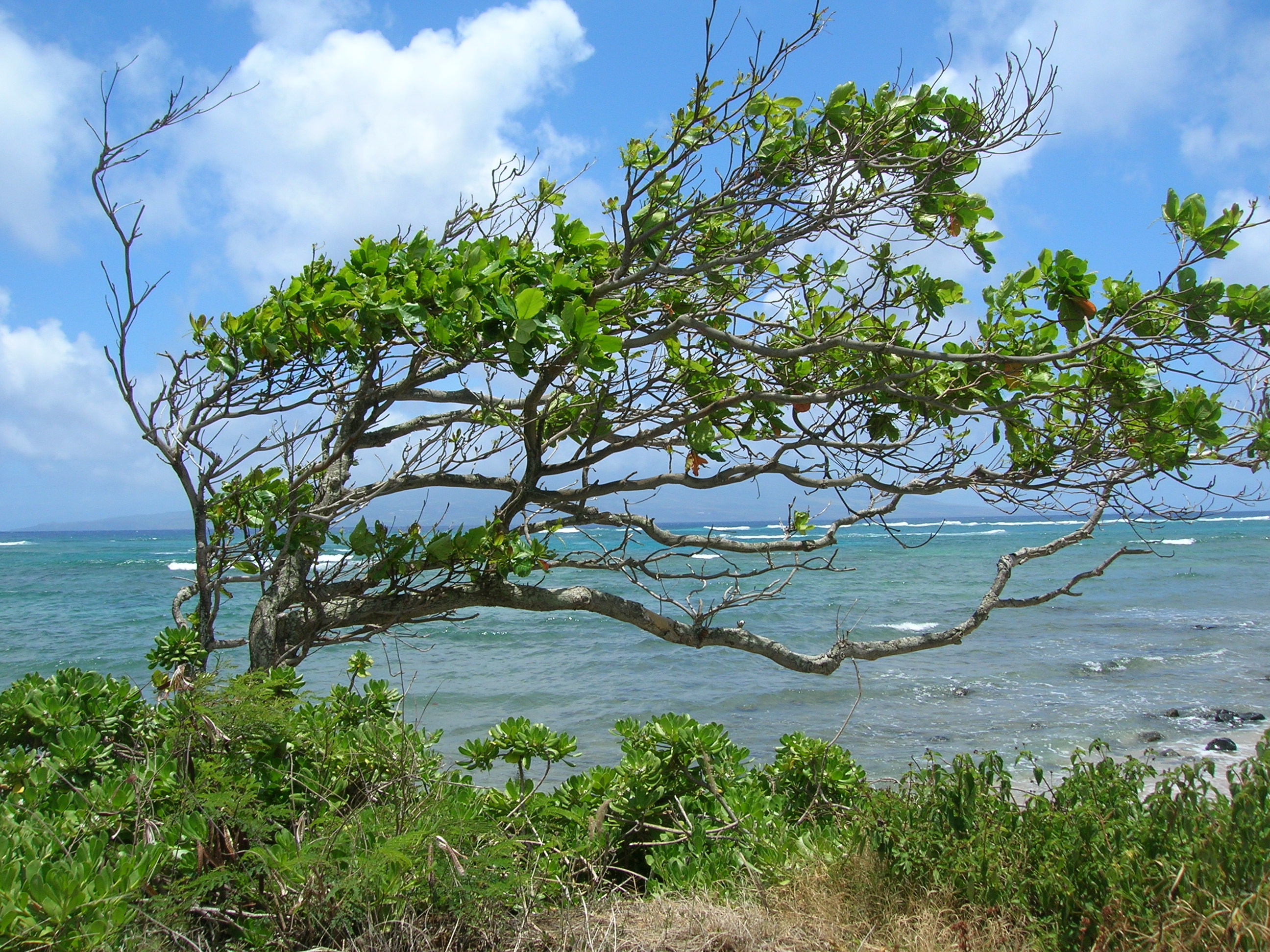 Starr 050517-1515 Terminalia catappa