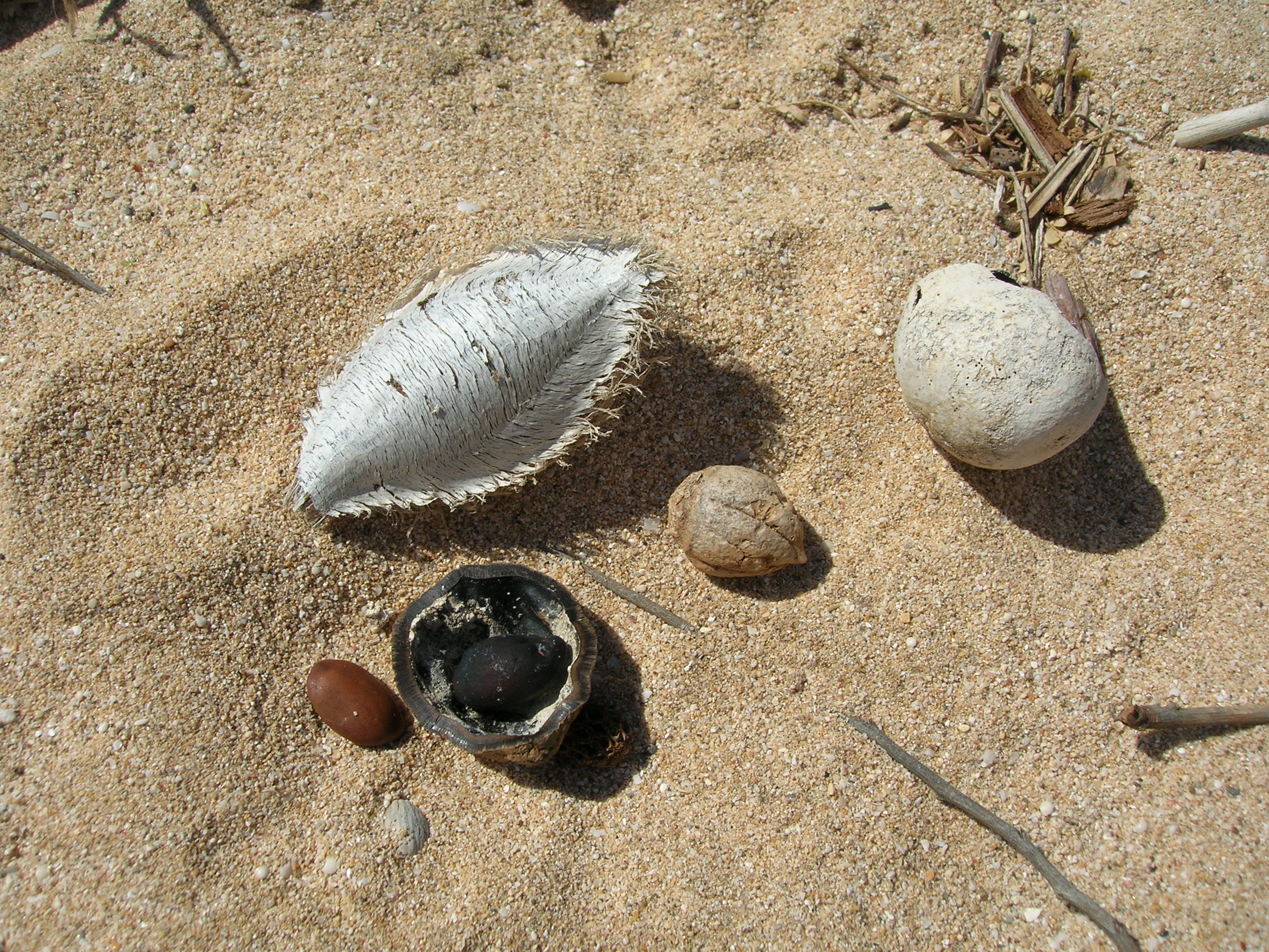 Starr 050525-2018 Terminalia catappa