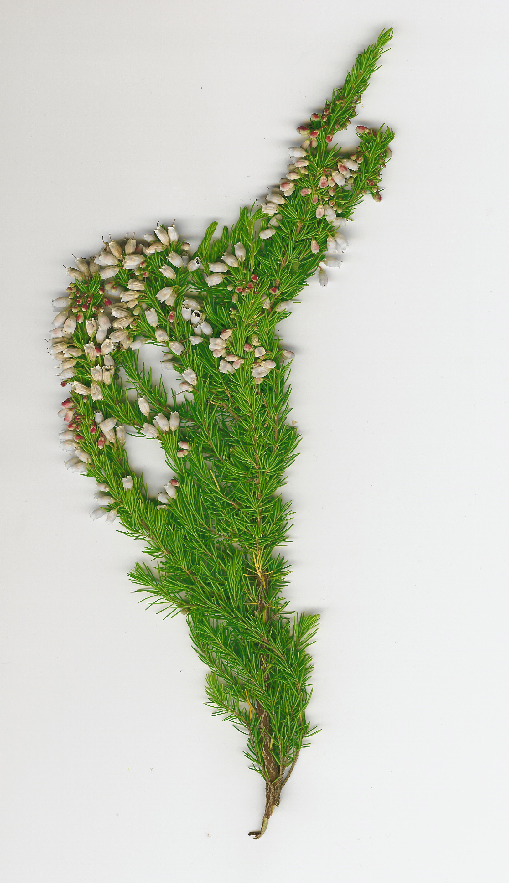Starr 050816-9001 Erica lusitanica