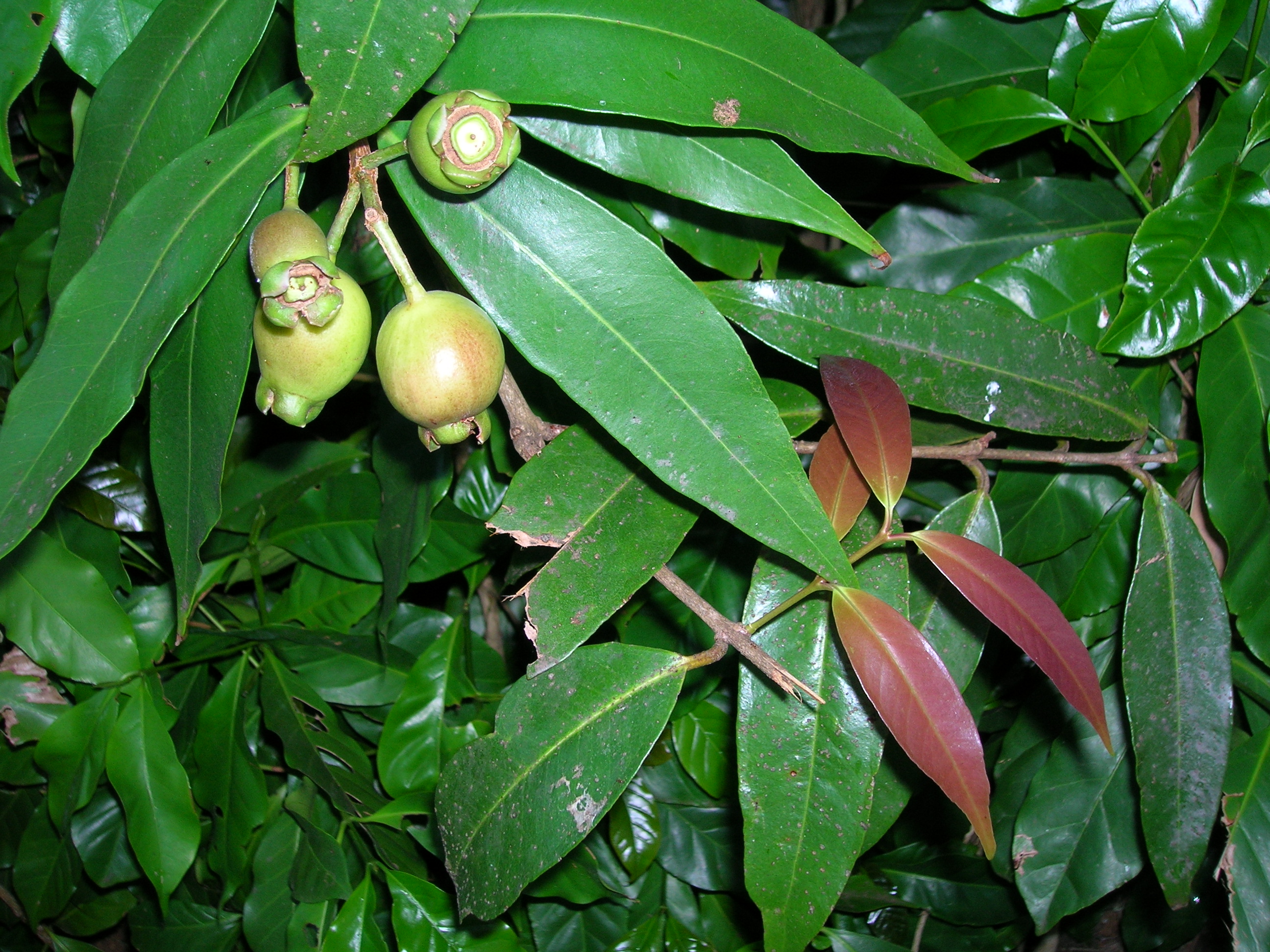 Starr 050818-4171 Syzygium jambos