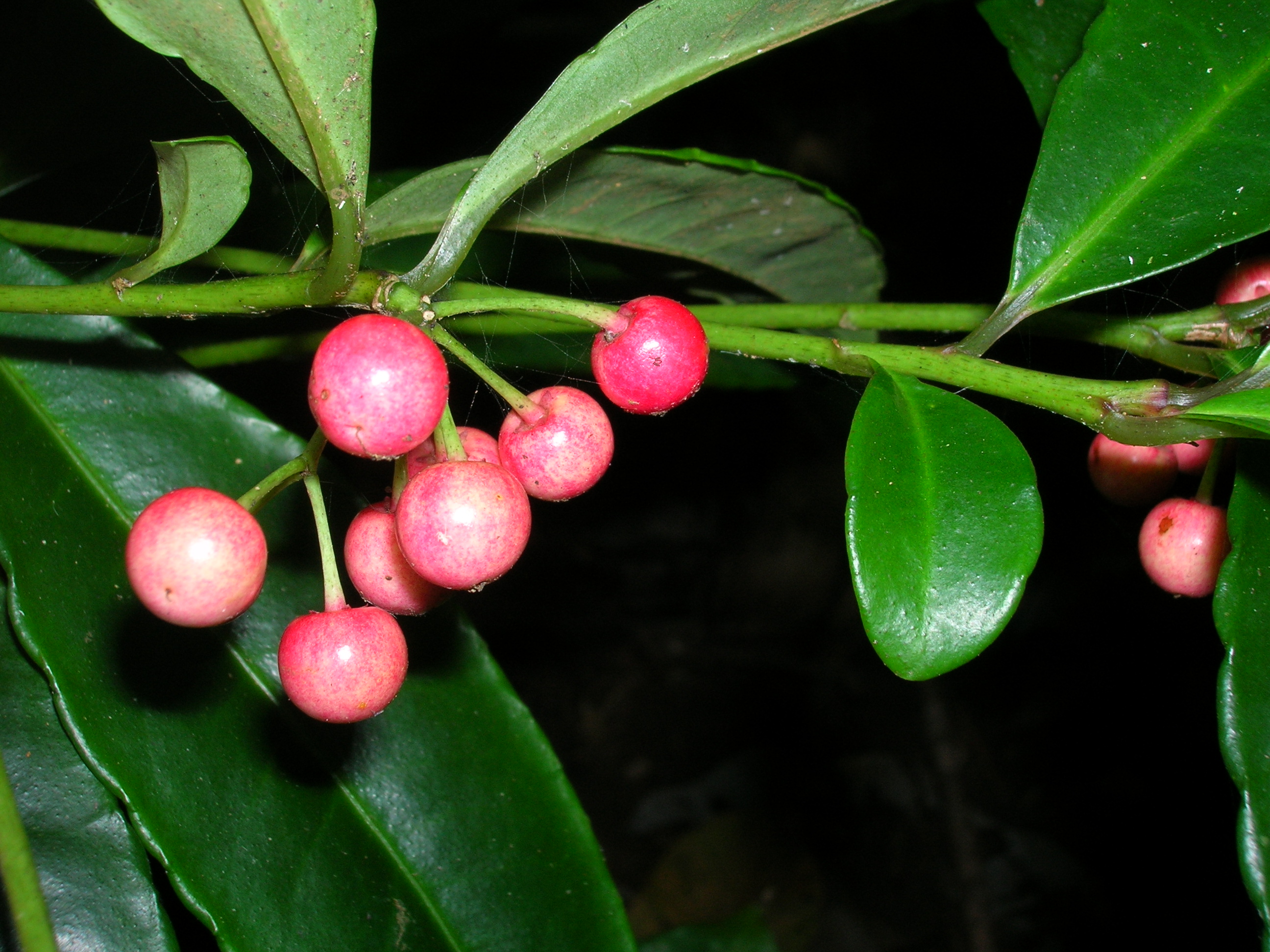 Starr 060810-8501 Ardisia crenata