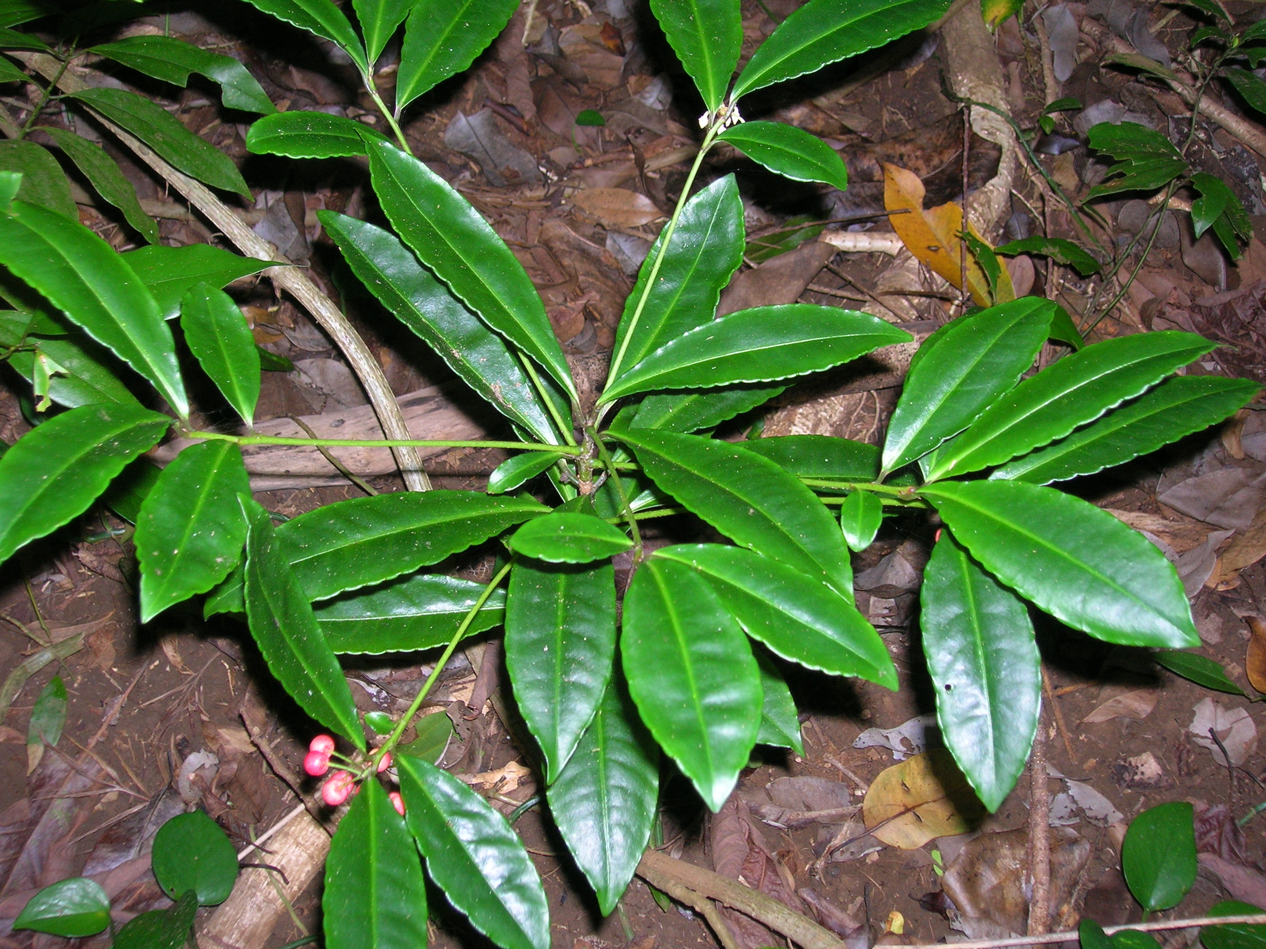 Starr 060810-8502 Ardisia crenata