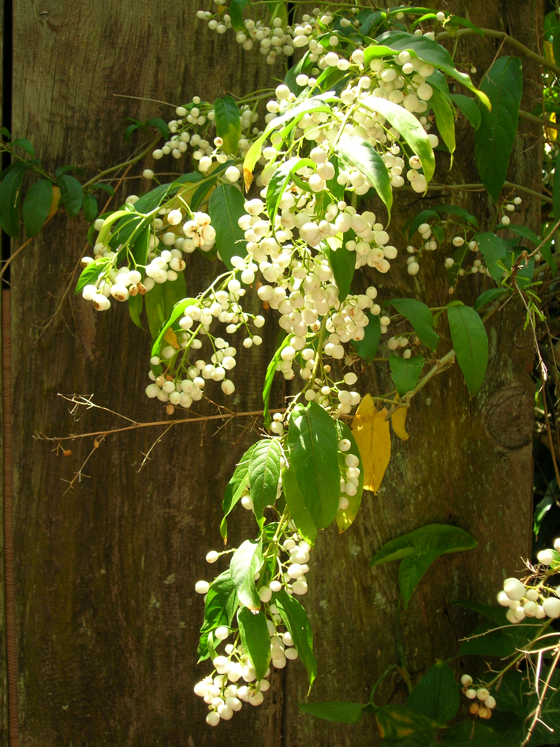 Starr 060916-8919 Cestrum nocturnum