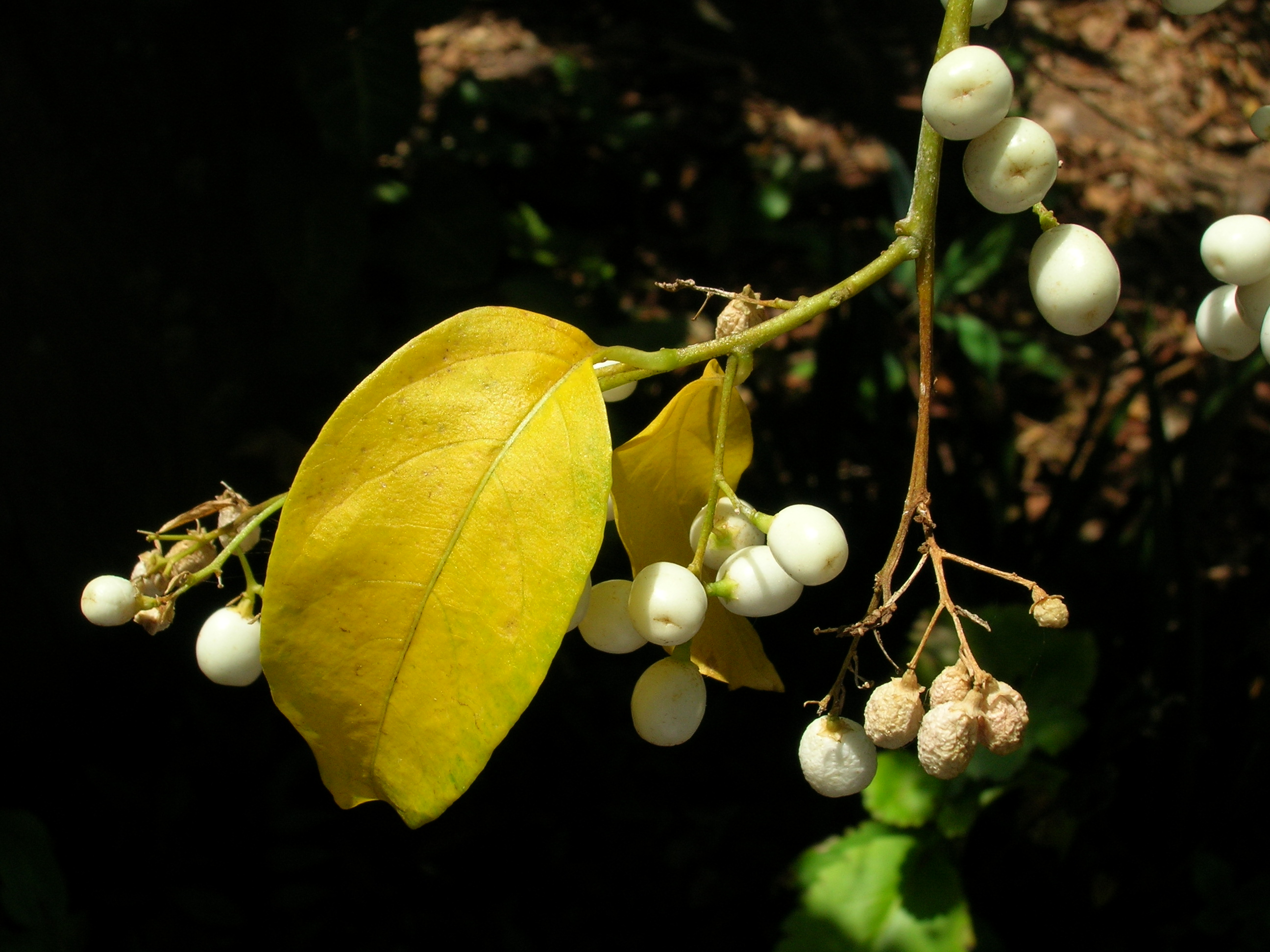 Starr 060916-8920 Cestrum nocturnum